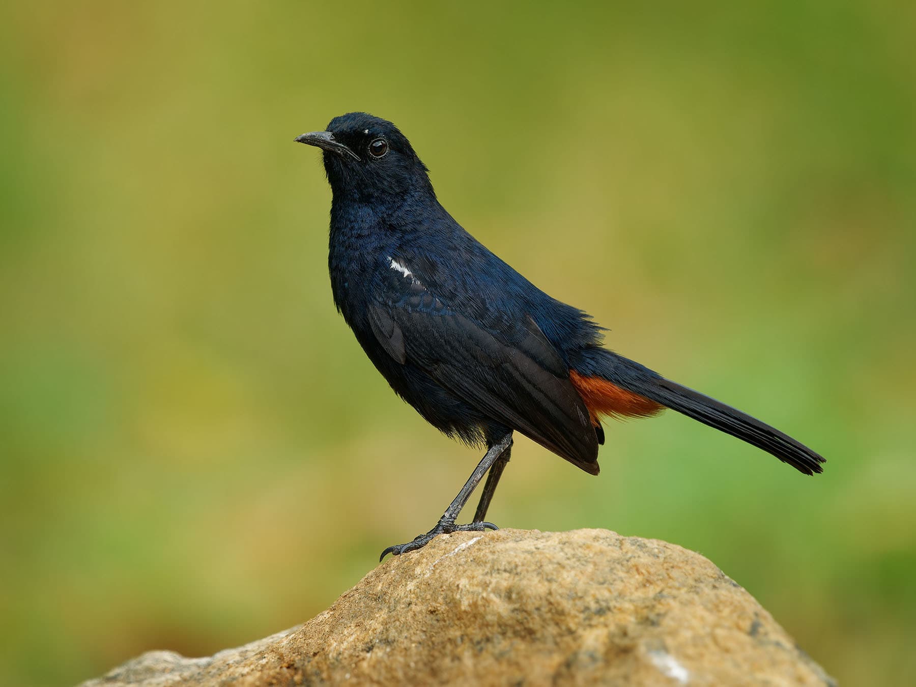 Indian Robin