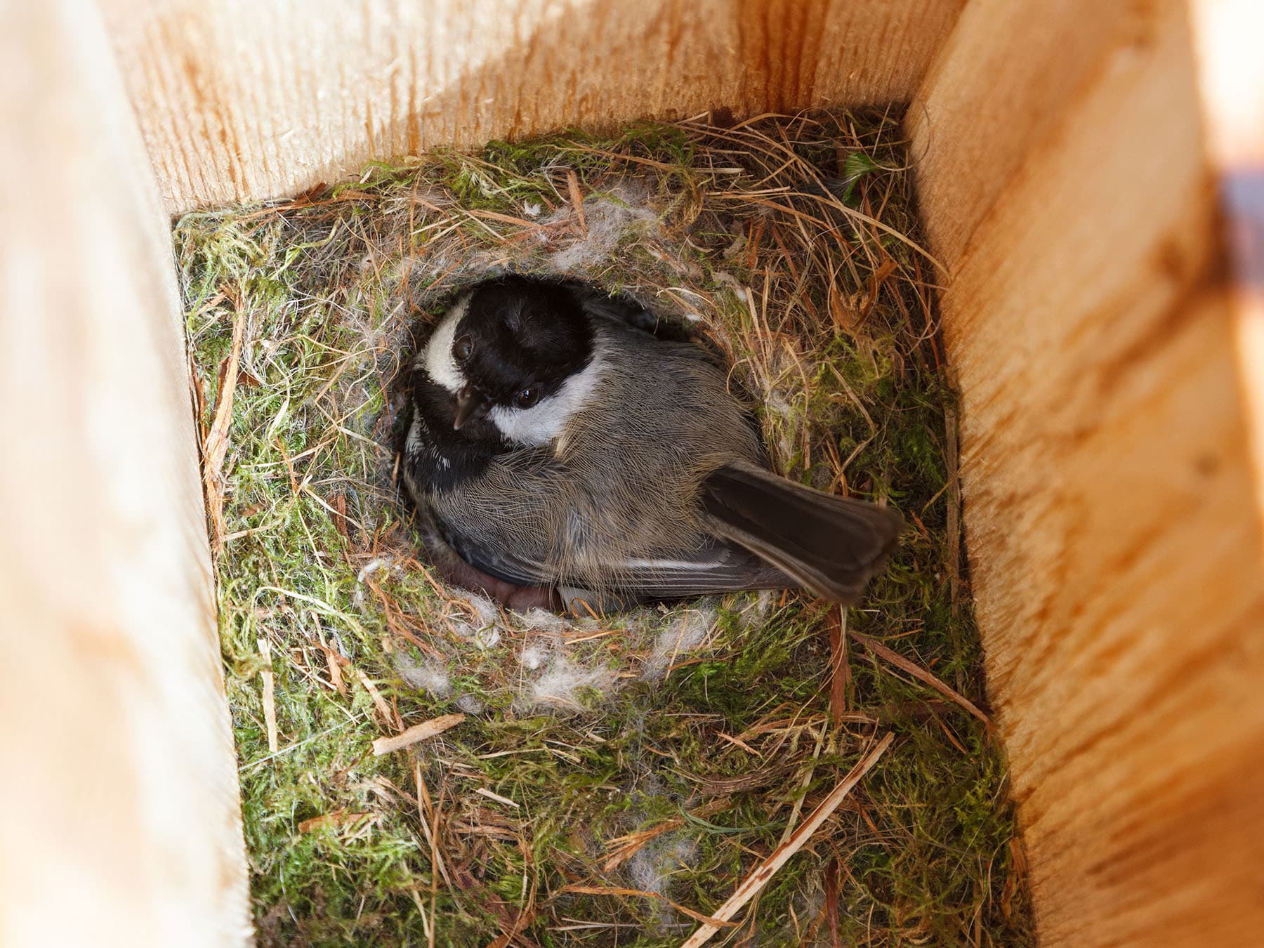 Inside chickadee nest