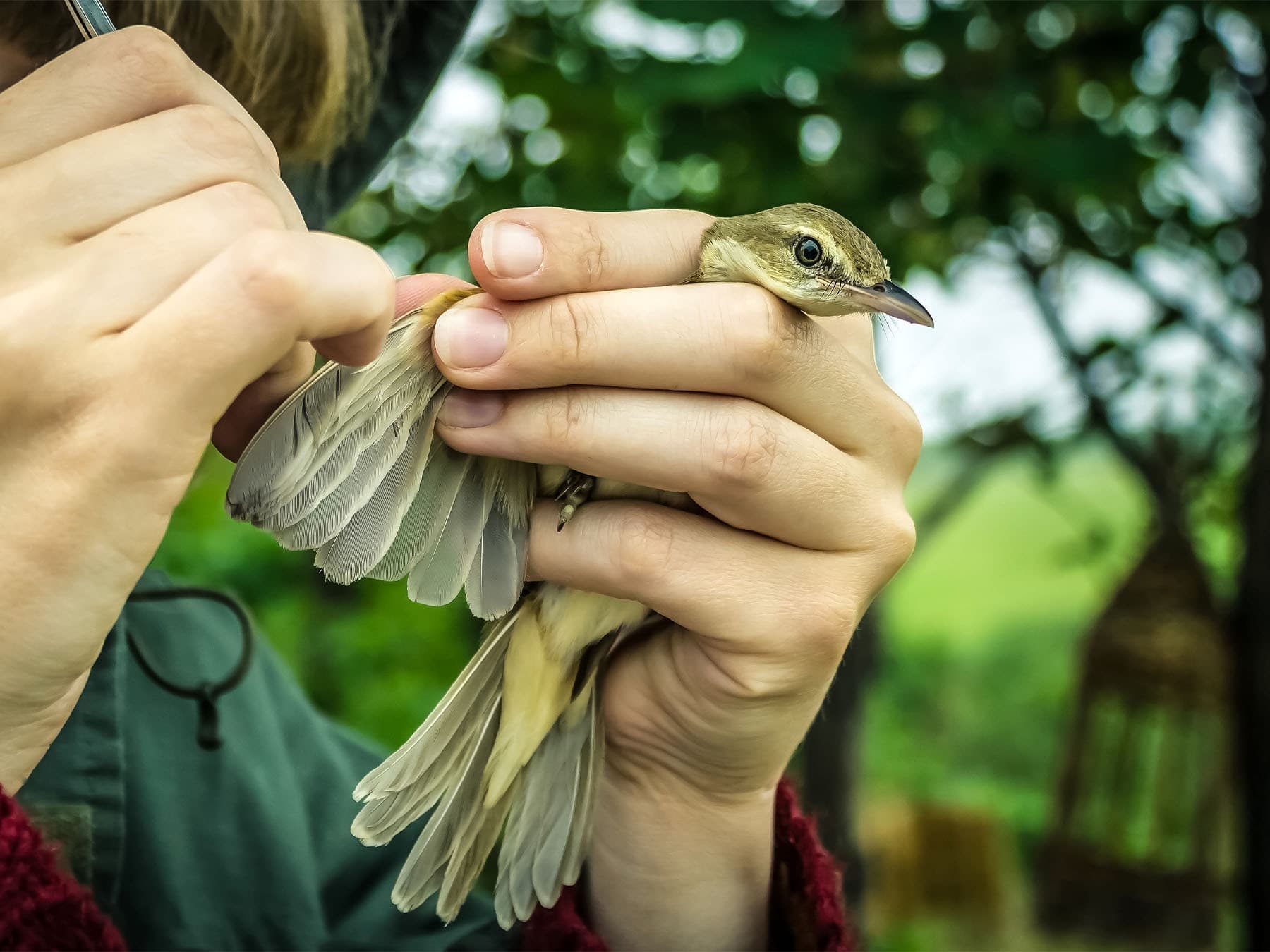 Inspecting feathers of small bird