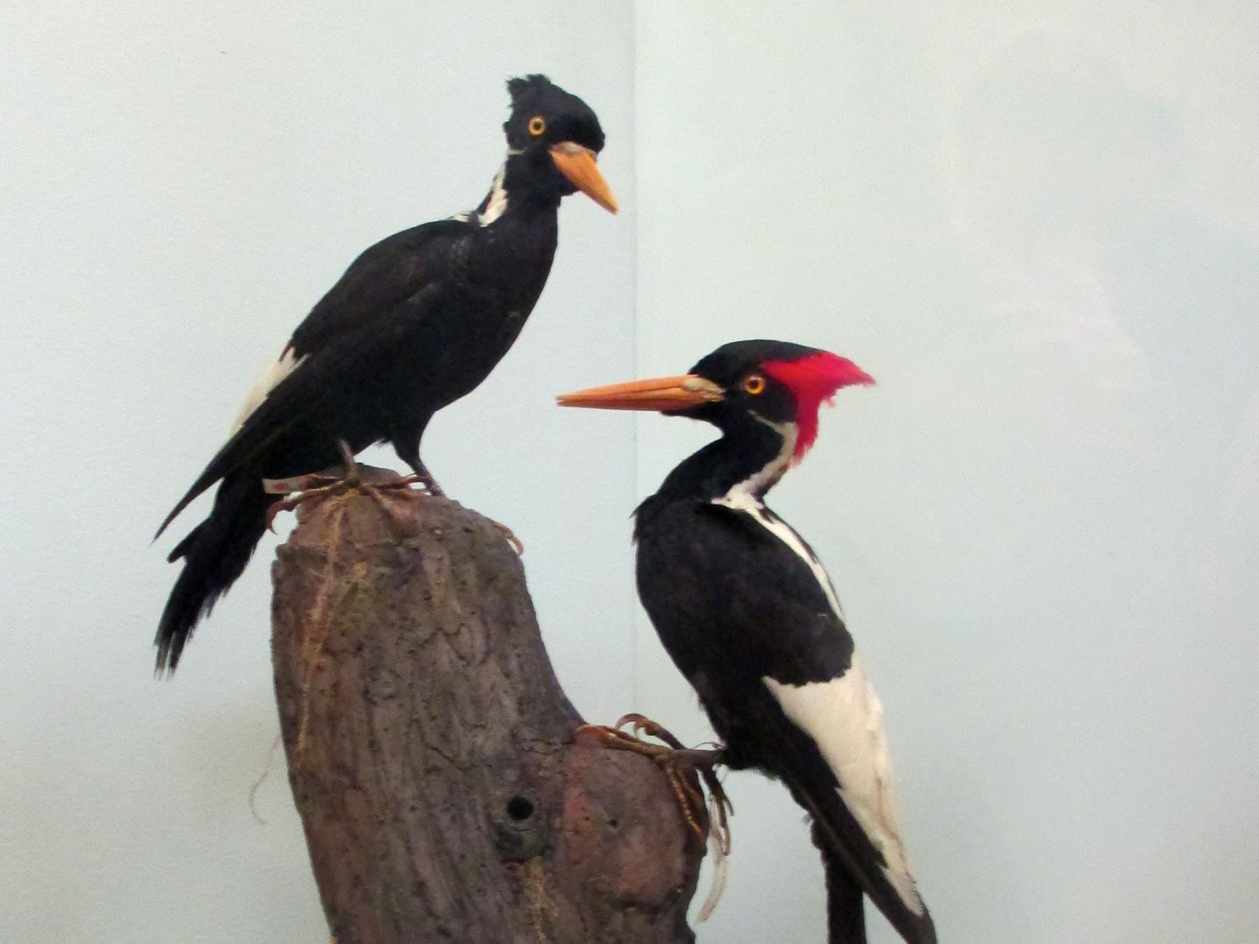 A pair of Ivory-billed Woodpeckers at the Natural History Museum, London, Credit: Lusanaherandraton, CC BY-SA 4.0