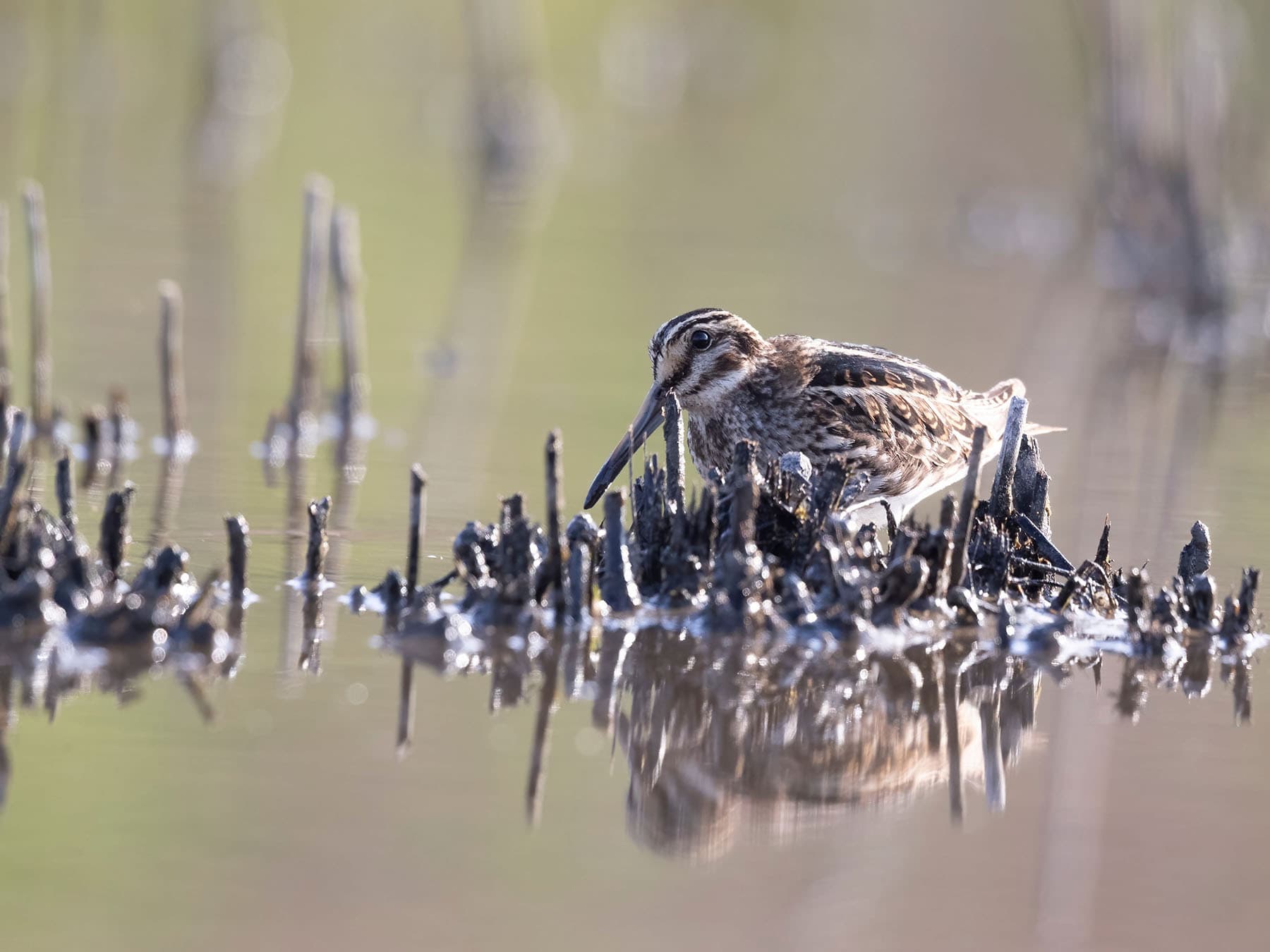 Jack Snipe wading through the reeds