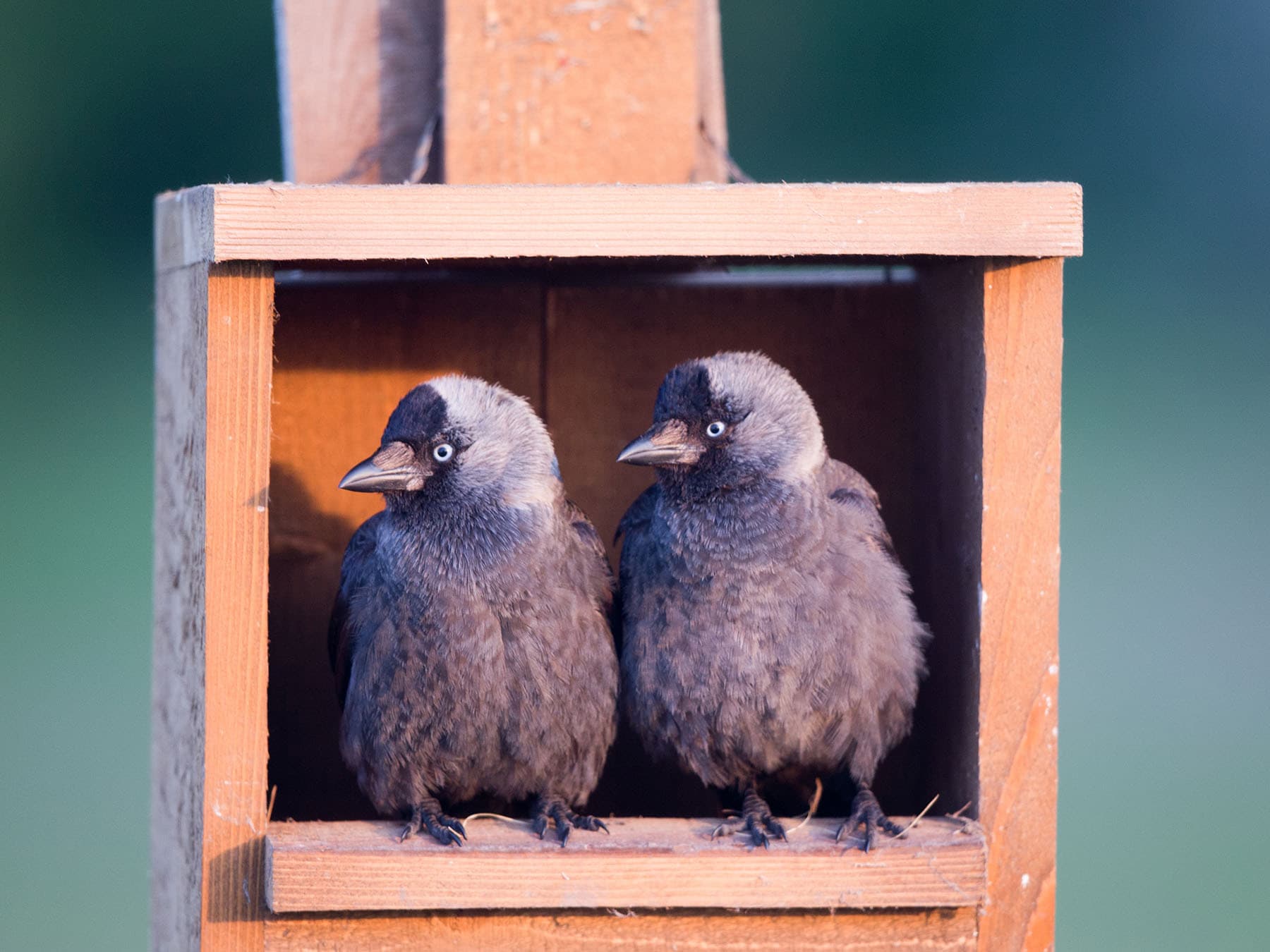 Jackdaw chicks