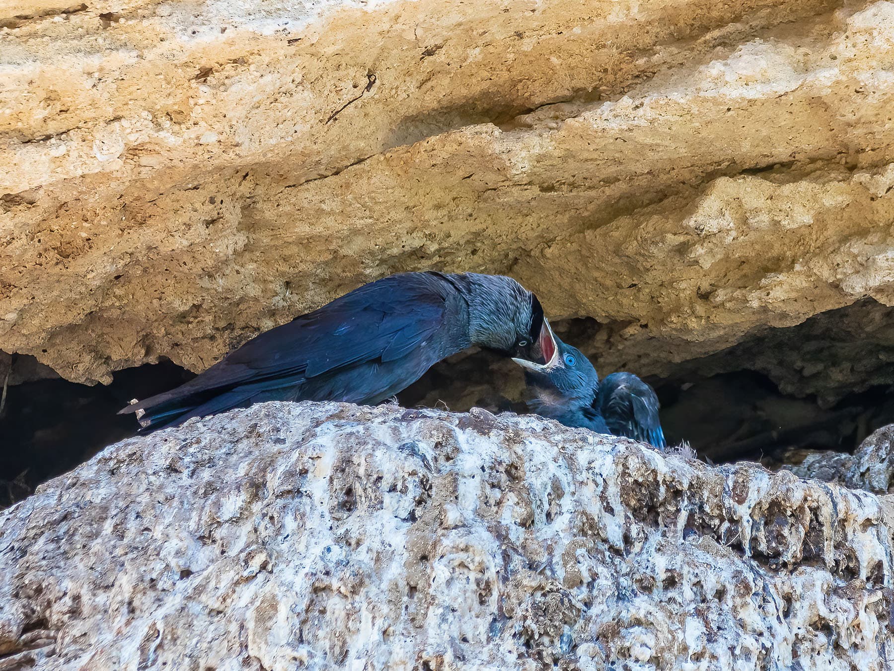 Jackdaw feeding chick in nest