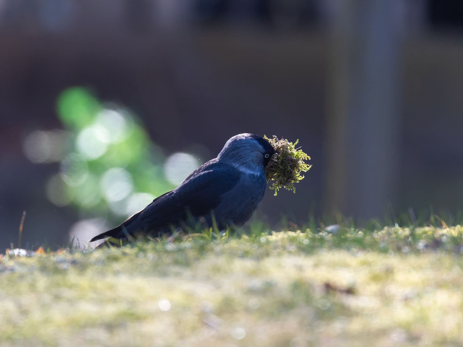 Jackdaw gathering nesting material