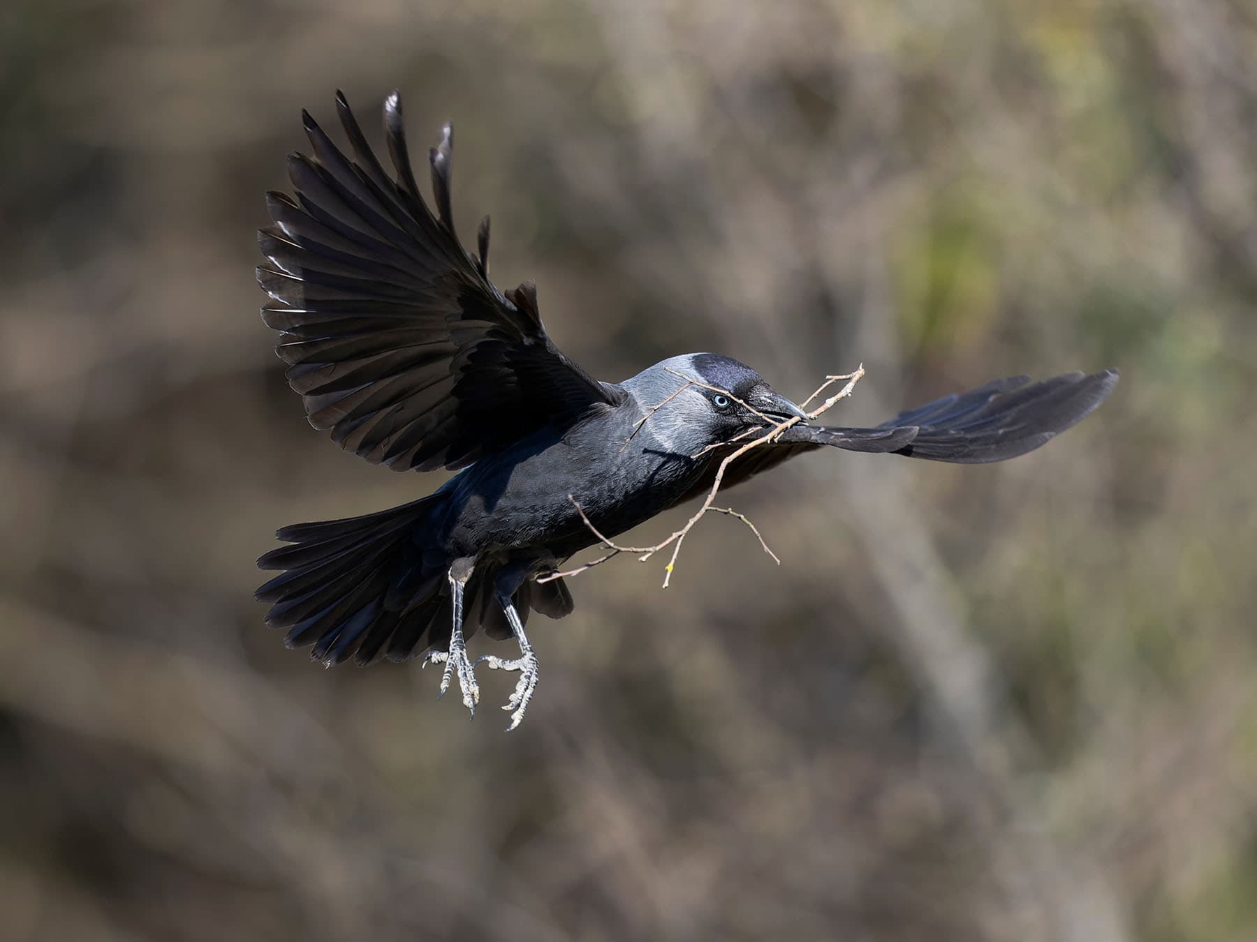 Jackdaw in flight with stick