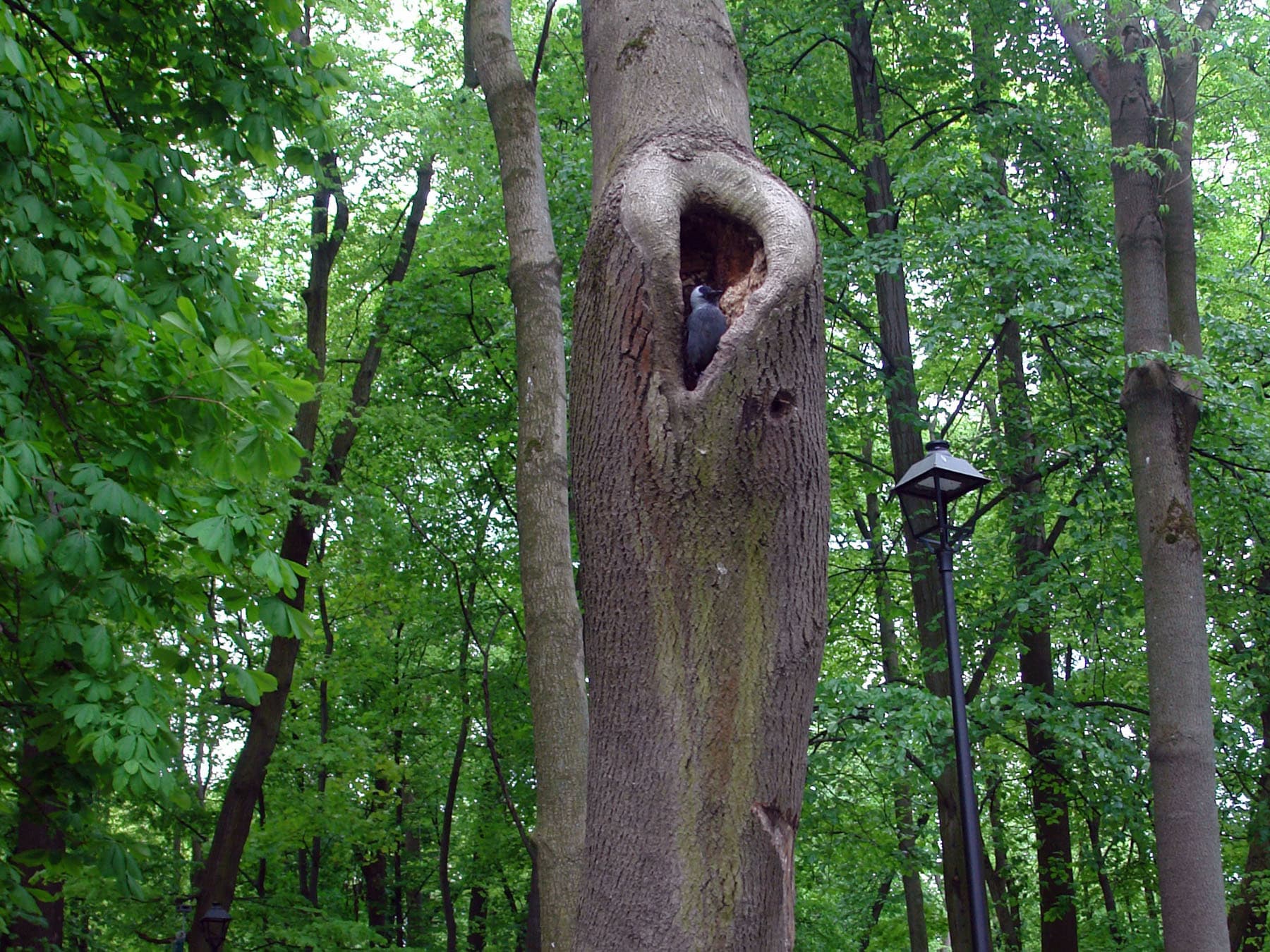Jackdaw in nest cavity