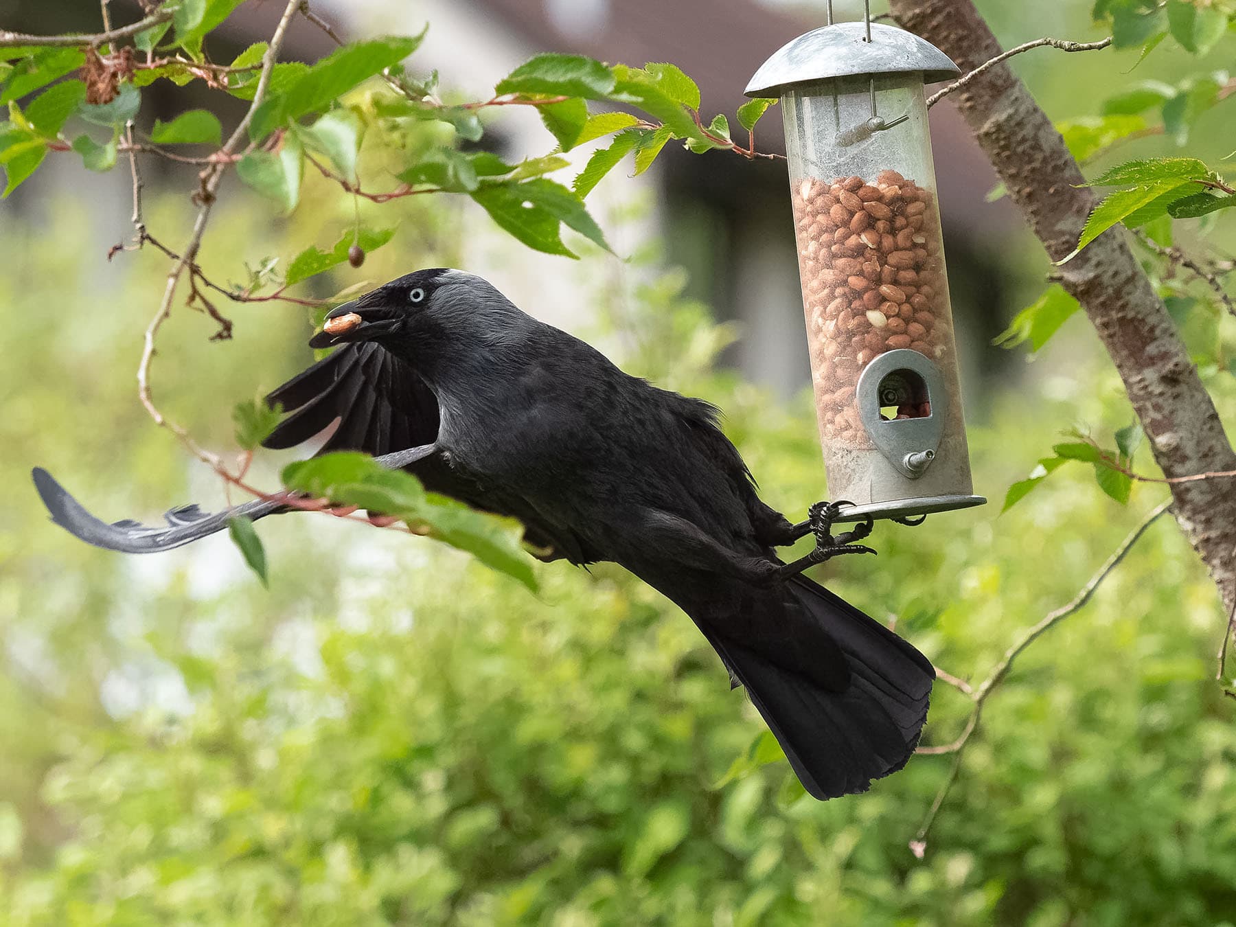 Jackdaw leaving bird feeder with nuts in beak