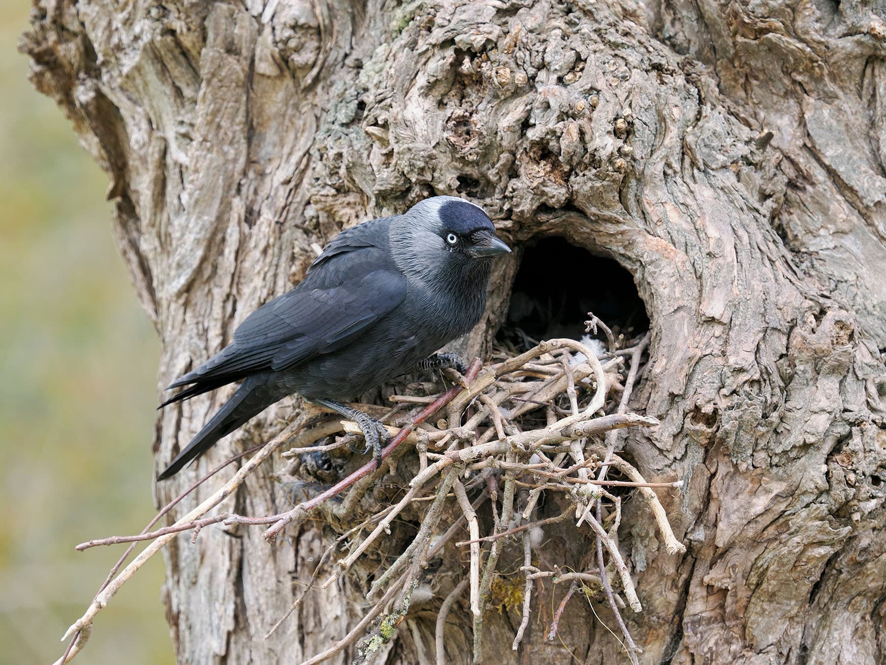 Jackdaw outside of nest