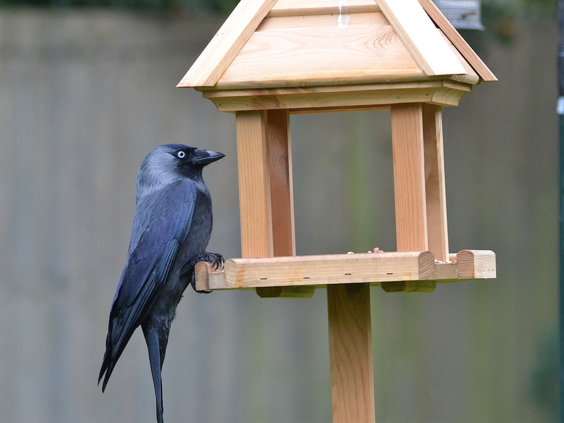 Jackdaw perched on bird table