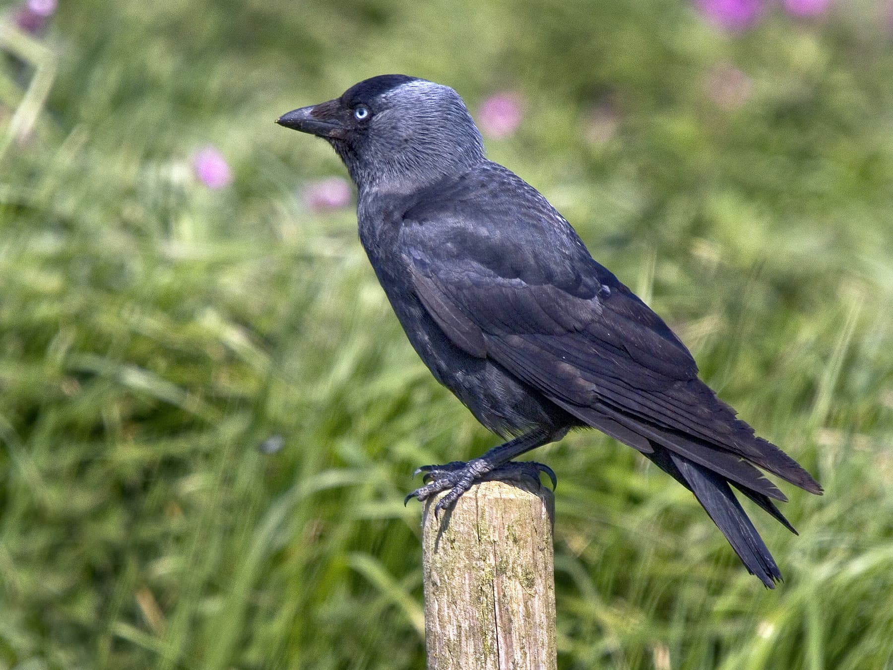 Jackdaw perched on top of a wooden post