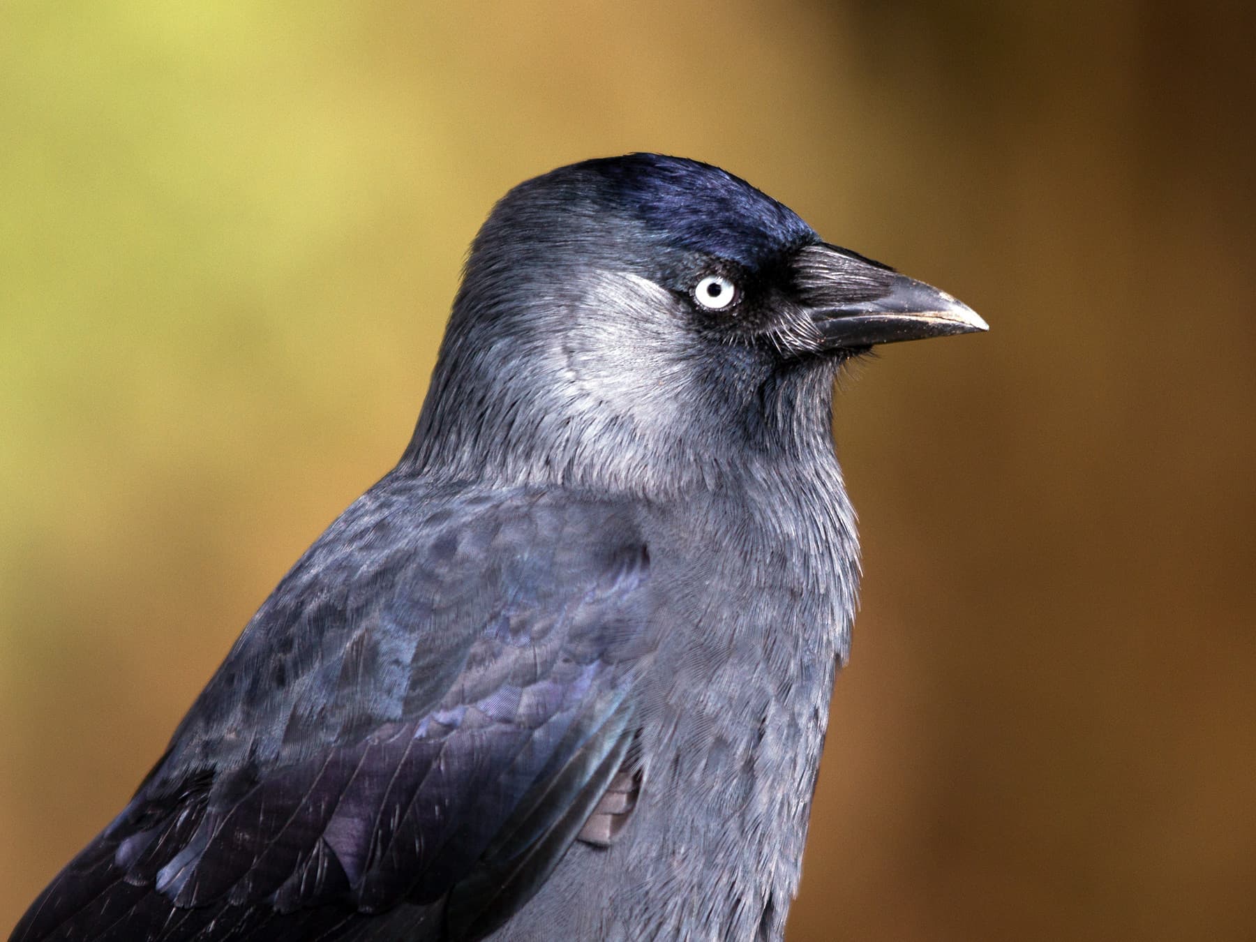 Portrait of a Jackdaw