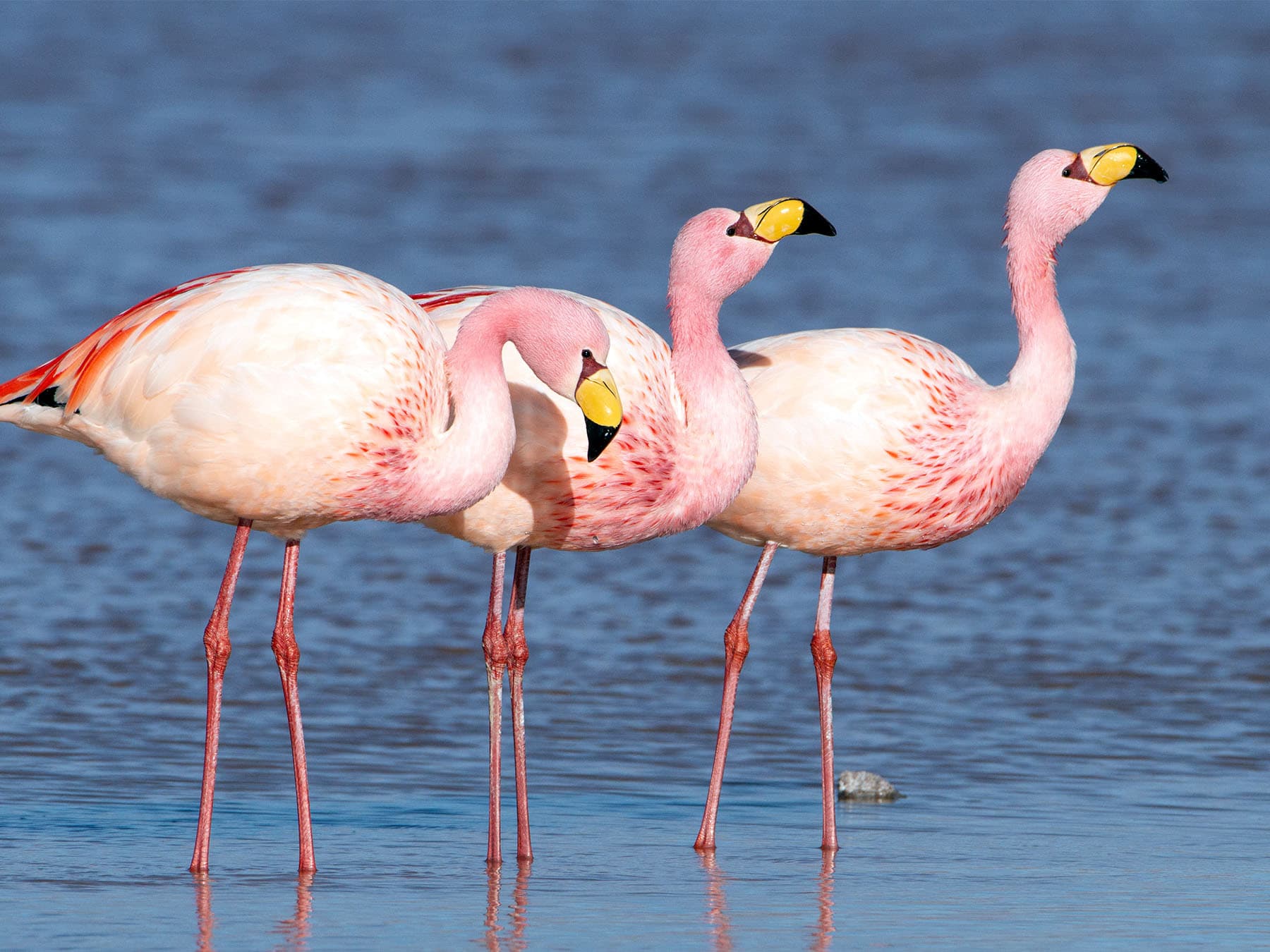 Jamess flamingos in natural habitat