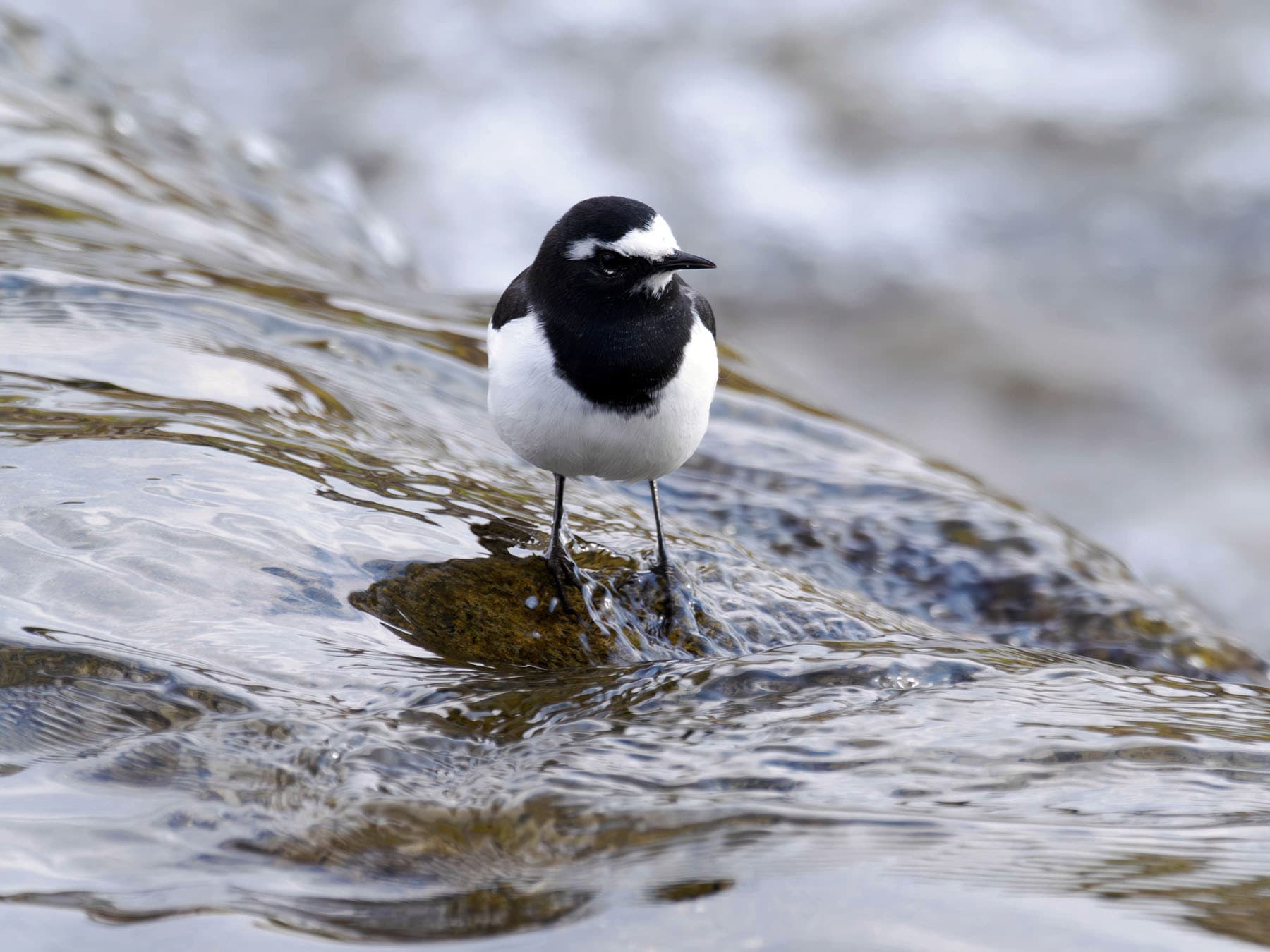 Japanese Wagtail on top of rocks in river