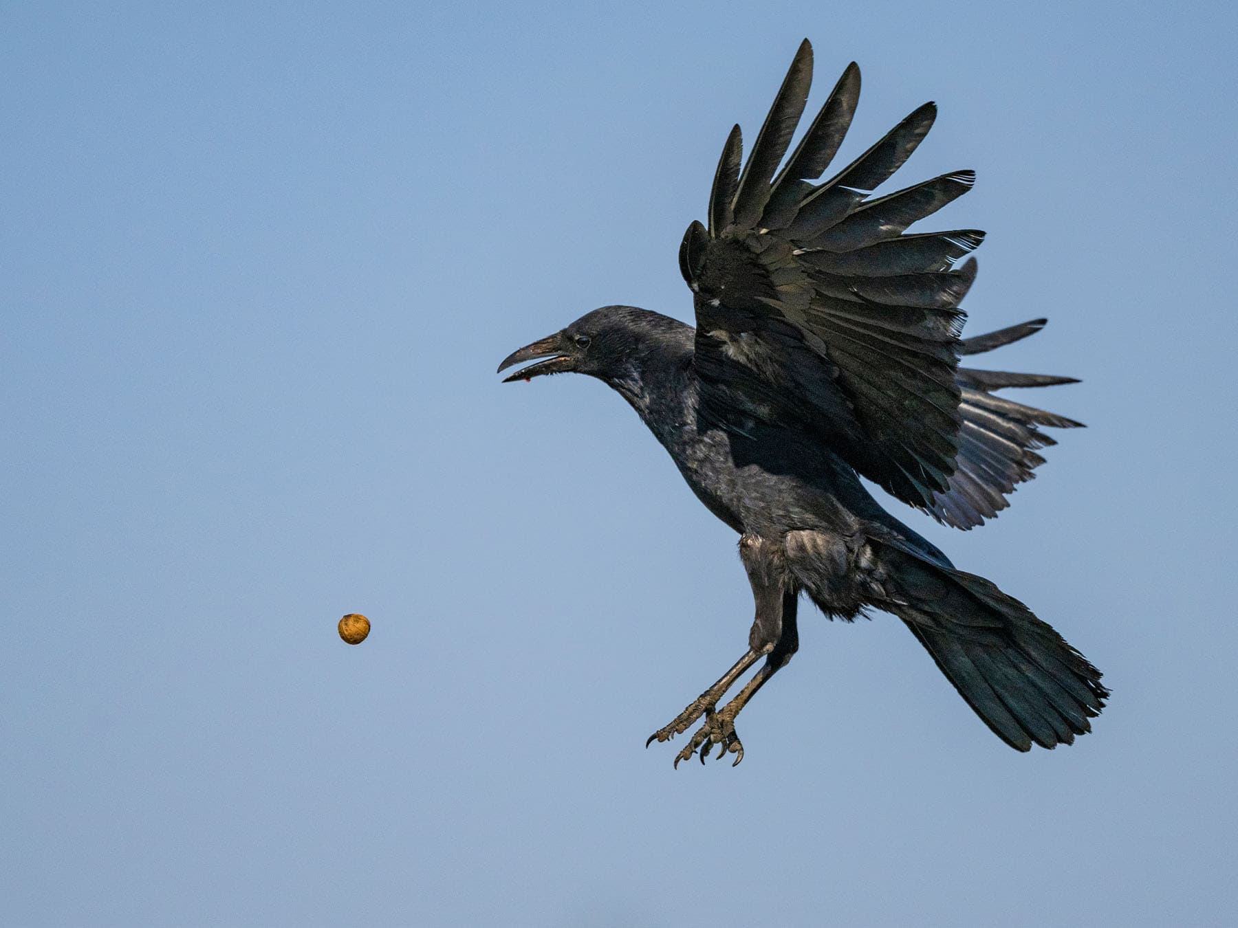 Japanese crow dropping nut from the air