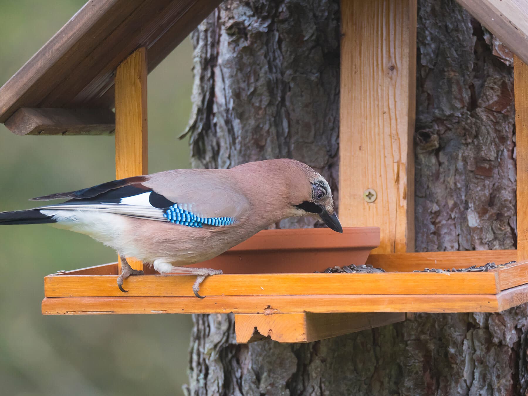 Jay at feeder