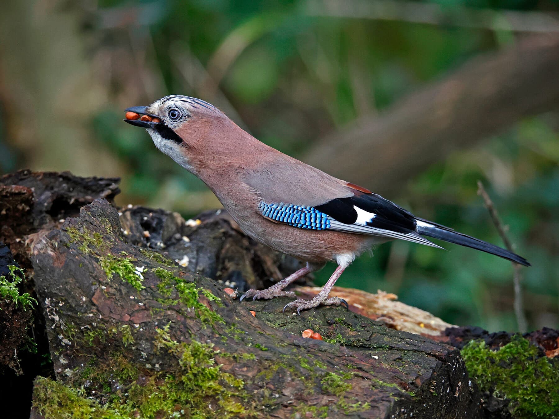 Jay caching food