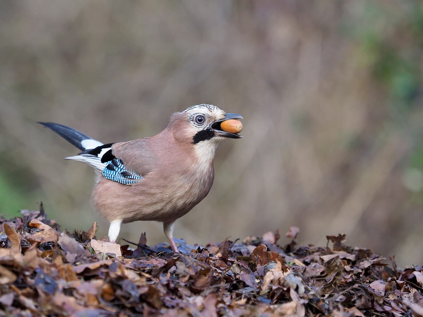 Jay eating an acorn