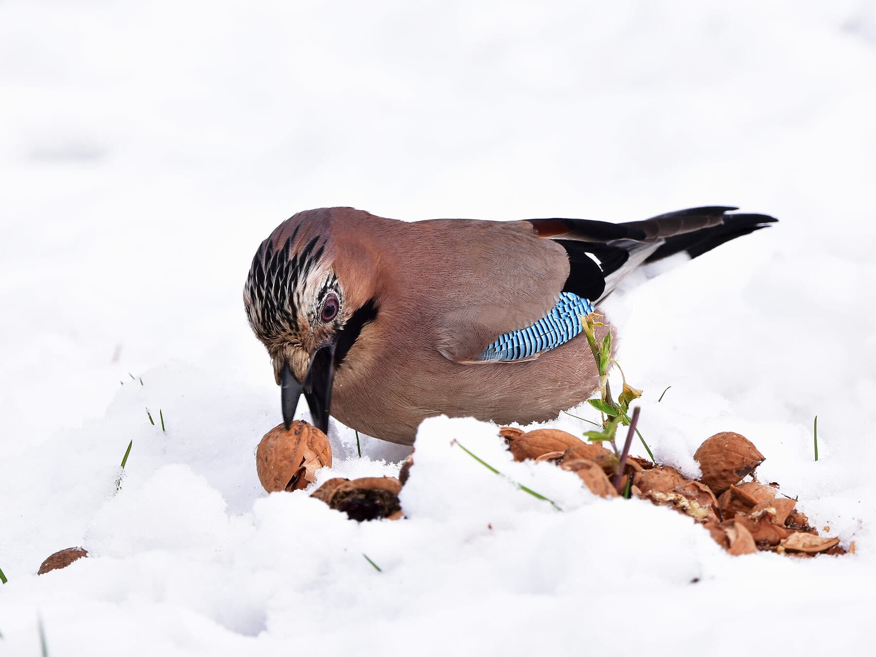 Jay eating nuts in winter
