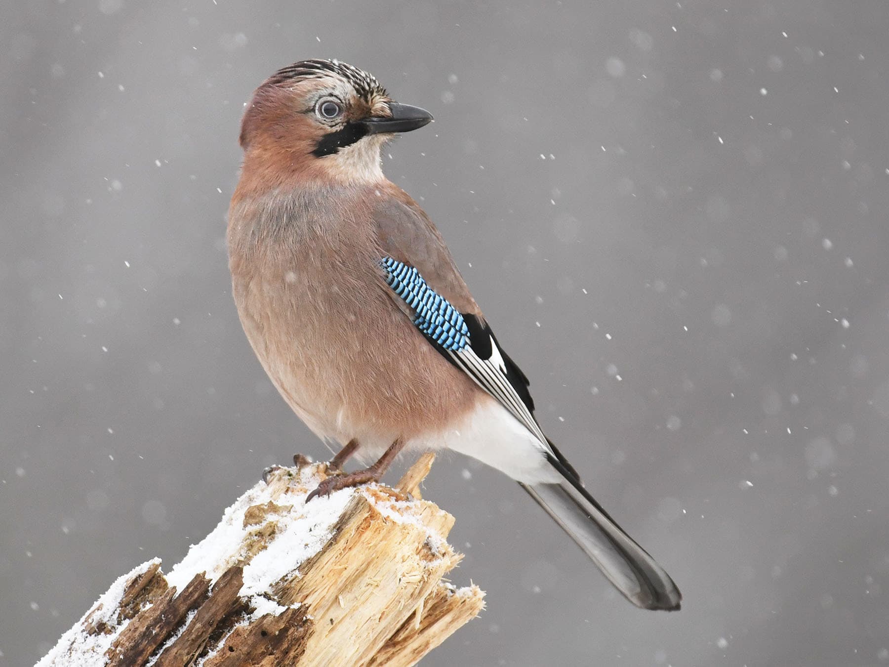 Jay perched on a tree in the winter