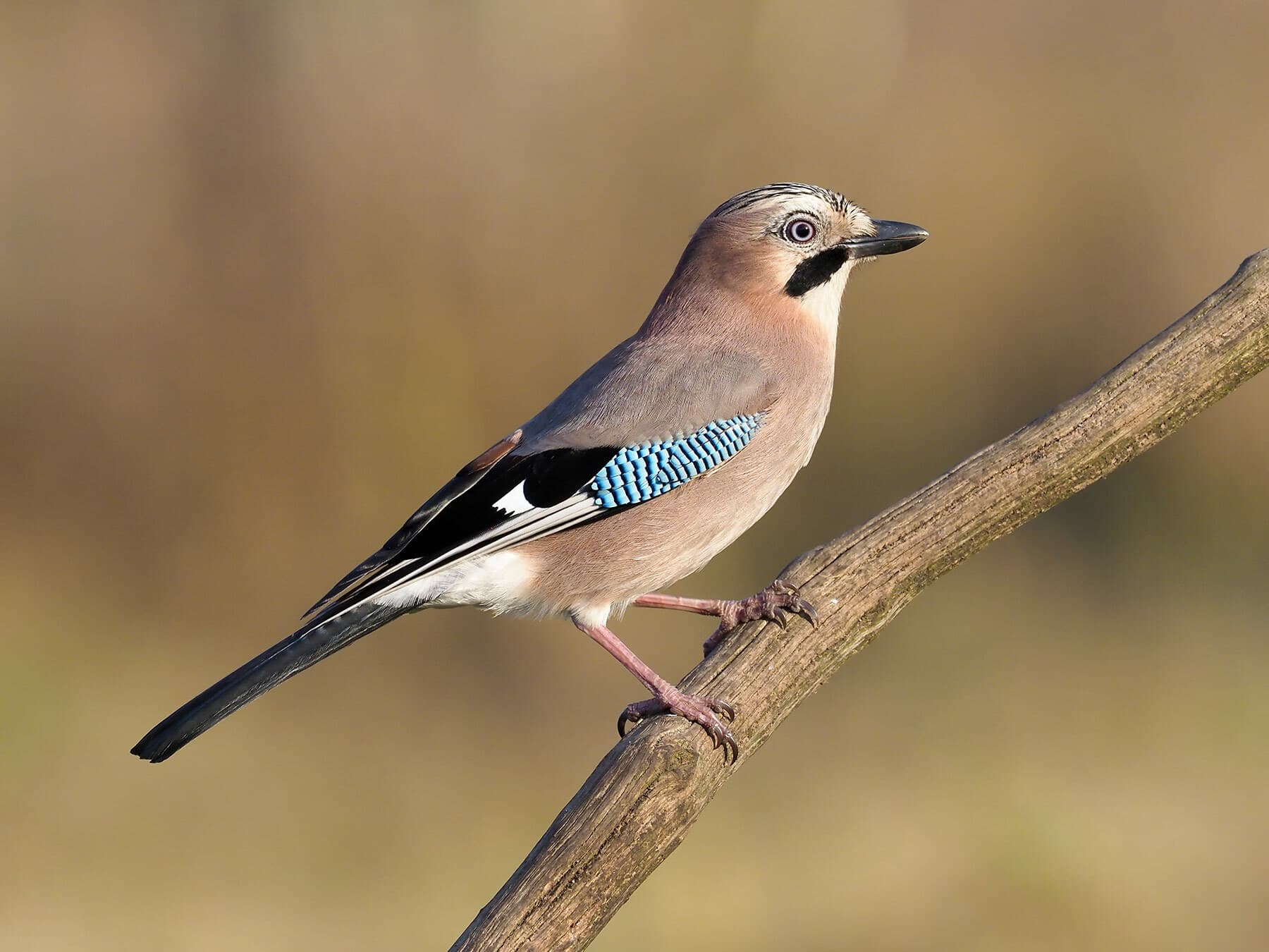 Eurasian Jay