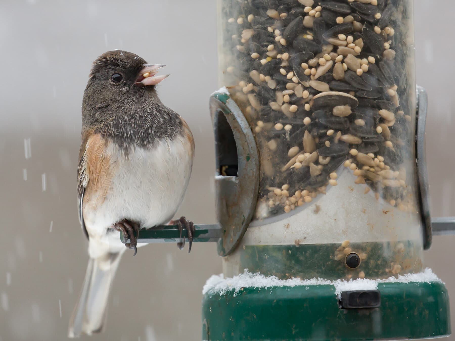 Junco eating bird seed from feeder