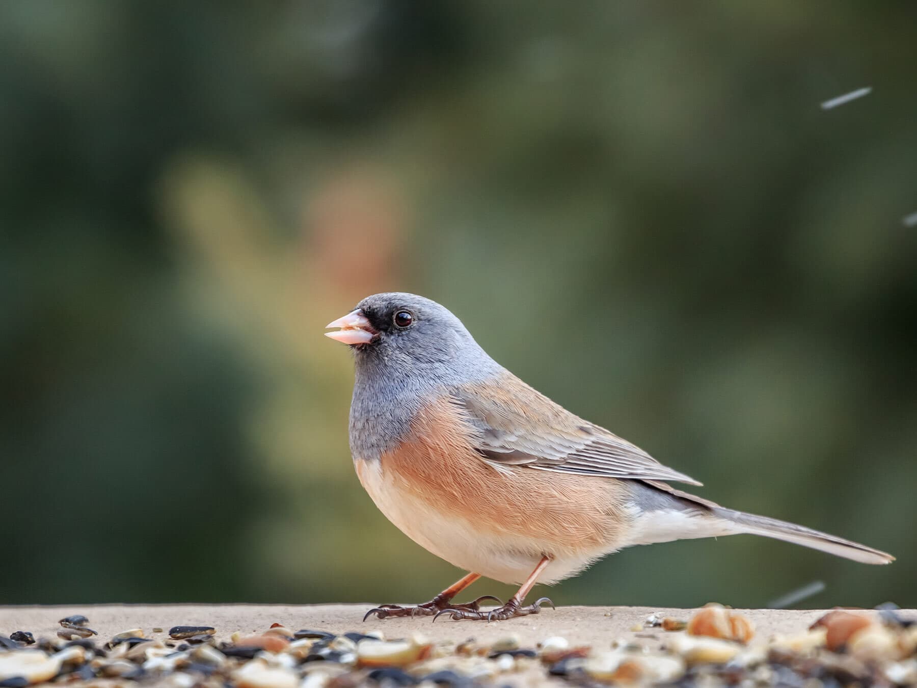 Junco feeding on seed