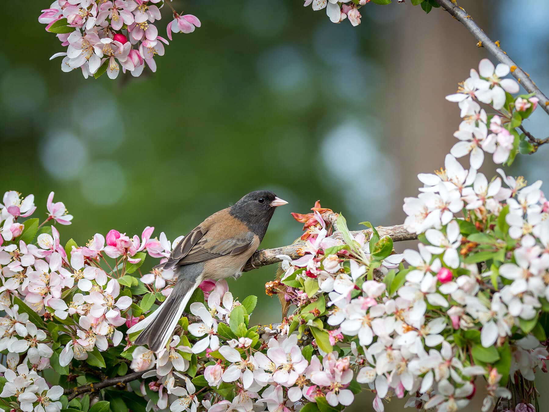 Junco in cherry tree