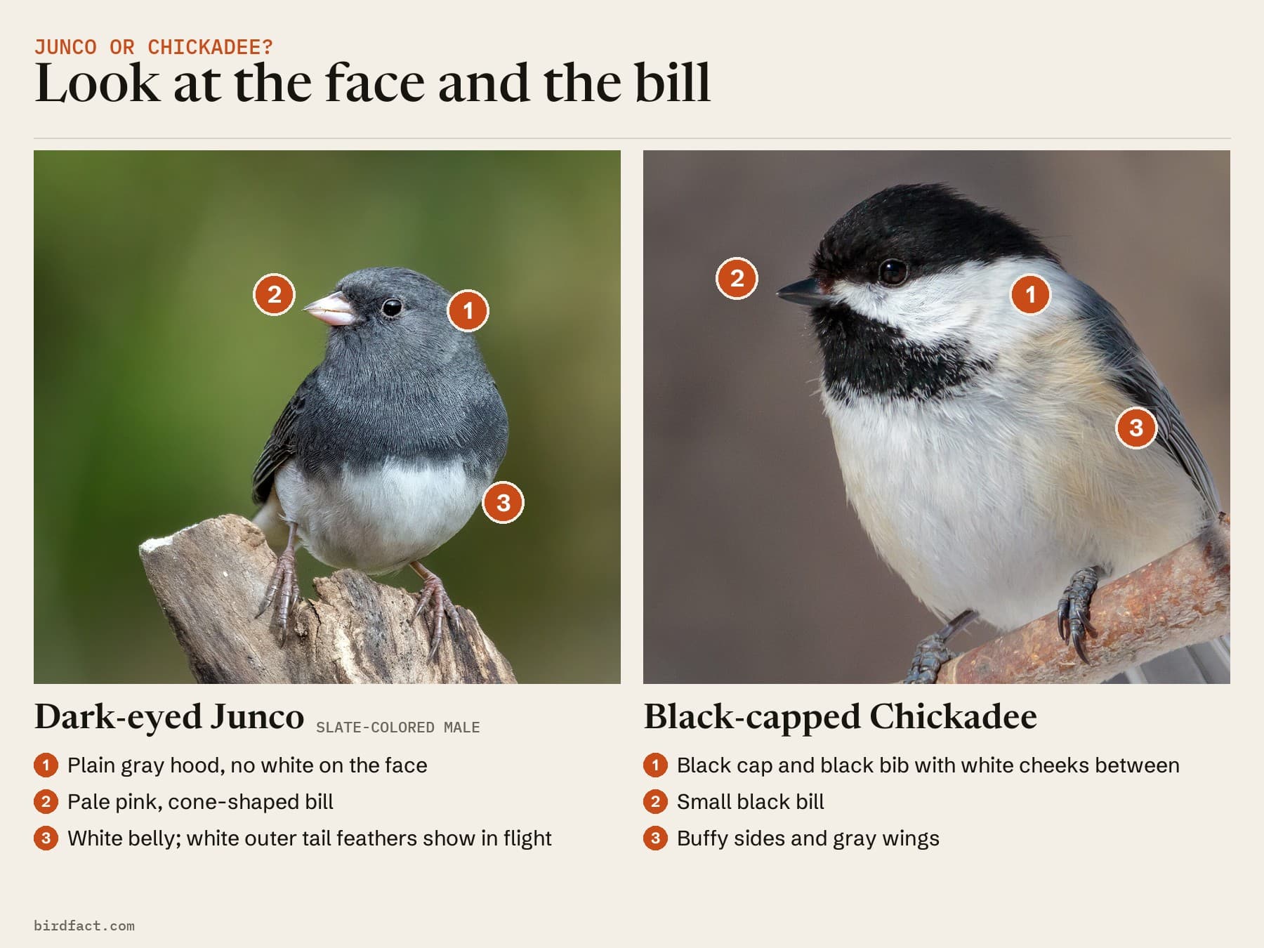 A Slate-colored Dark-eyed Junco beside a Black-capped Chickadee, numbered: the junco's plain gray hood and pale pink bill, the chickadee's black cap, white cheeks, black bib and black bill
