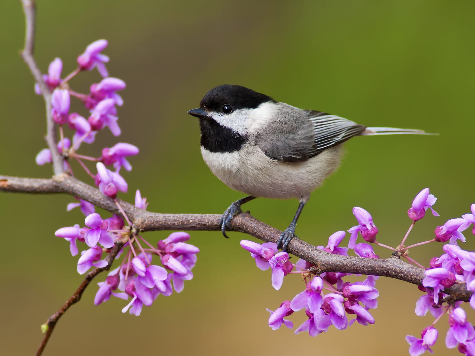 Junco vs Chickadee: What Are The Differences?