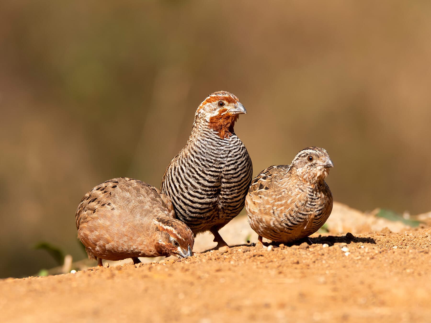 Jungle quail family