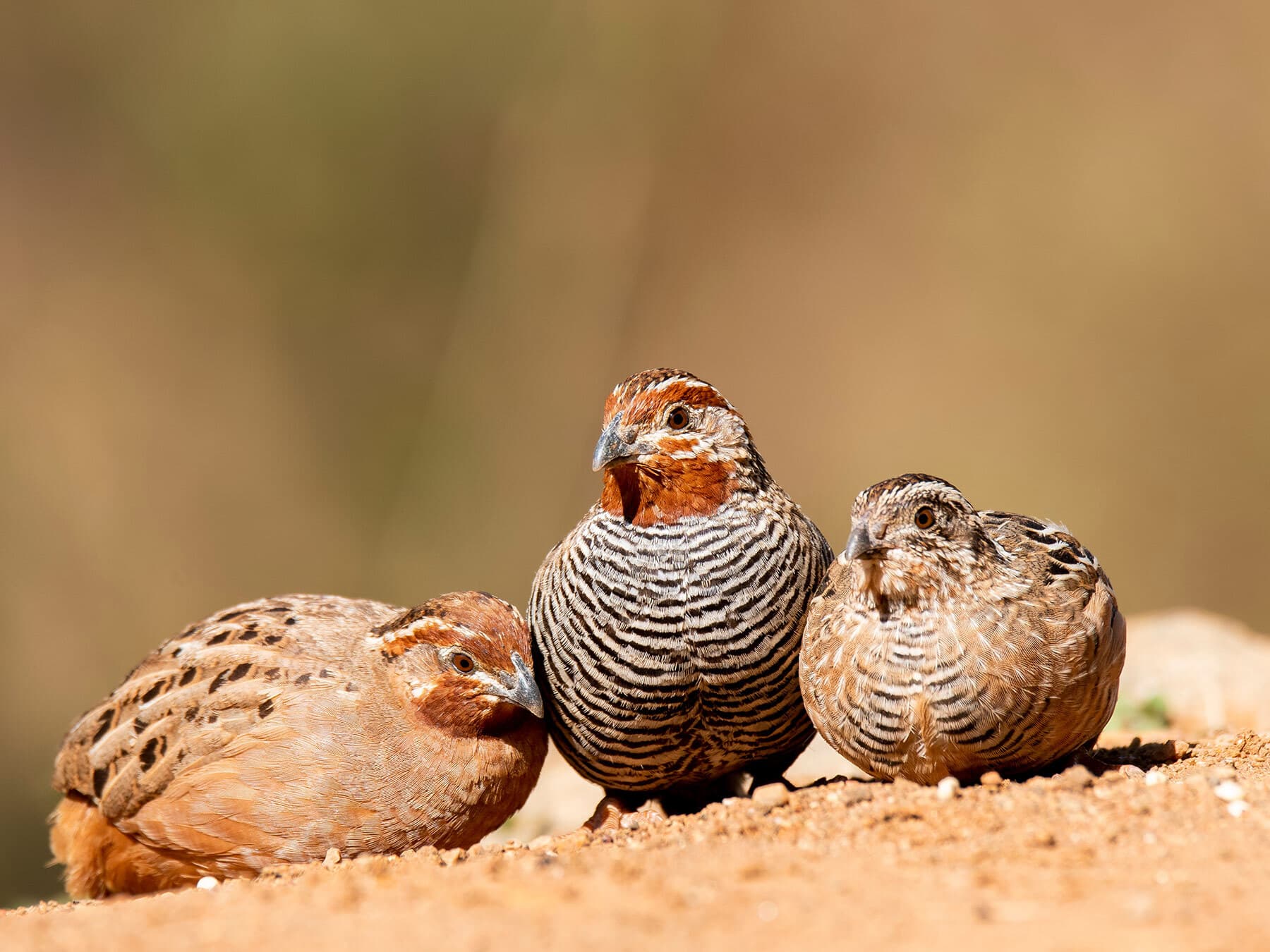 Jungle quail family