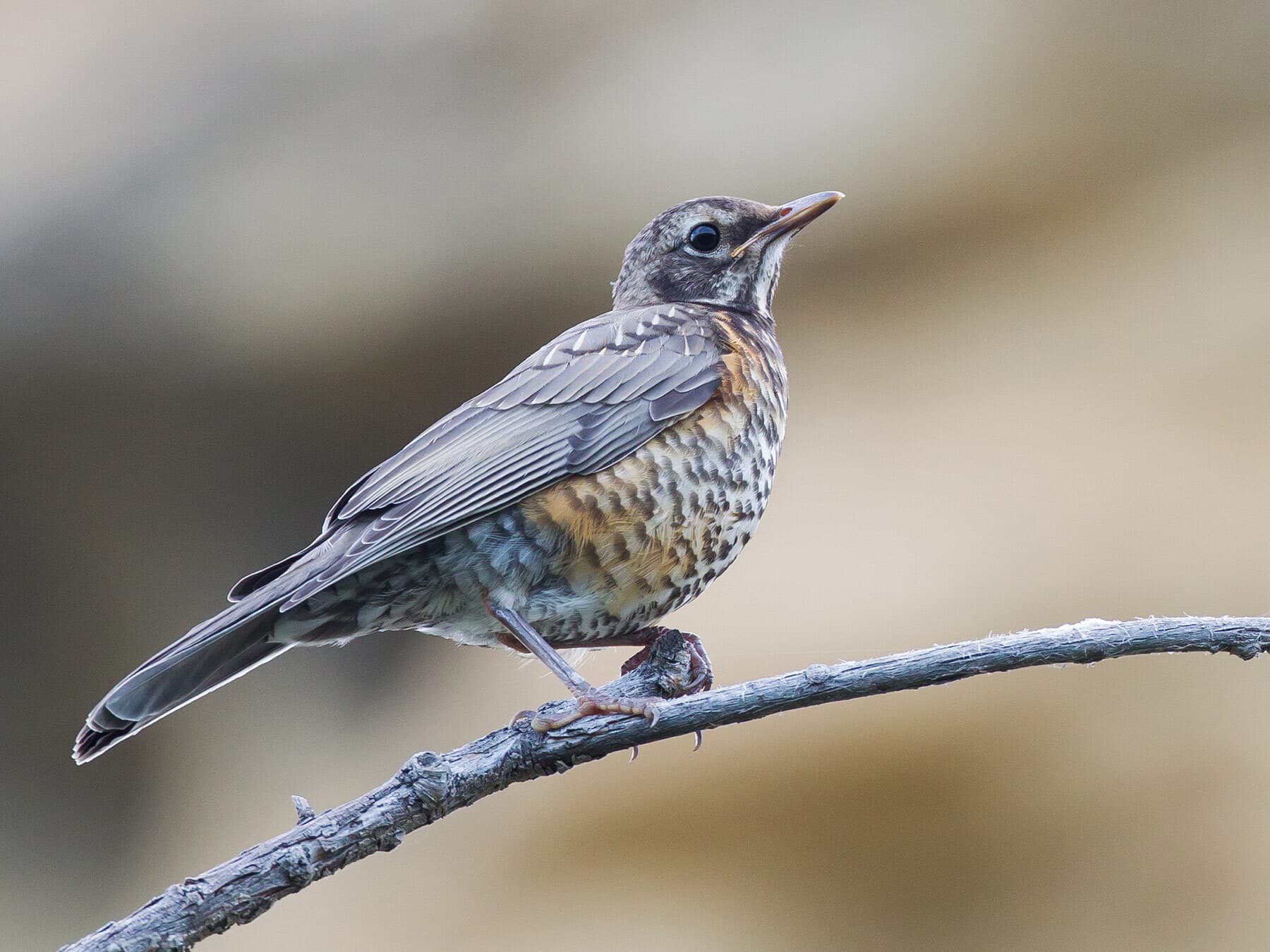 Juvenile american robin