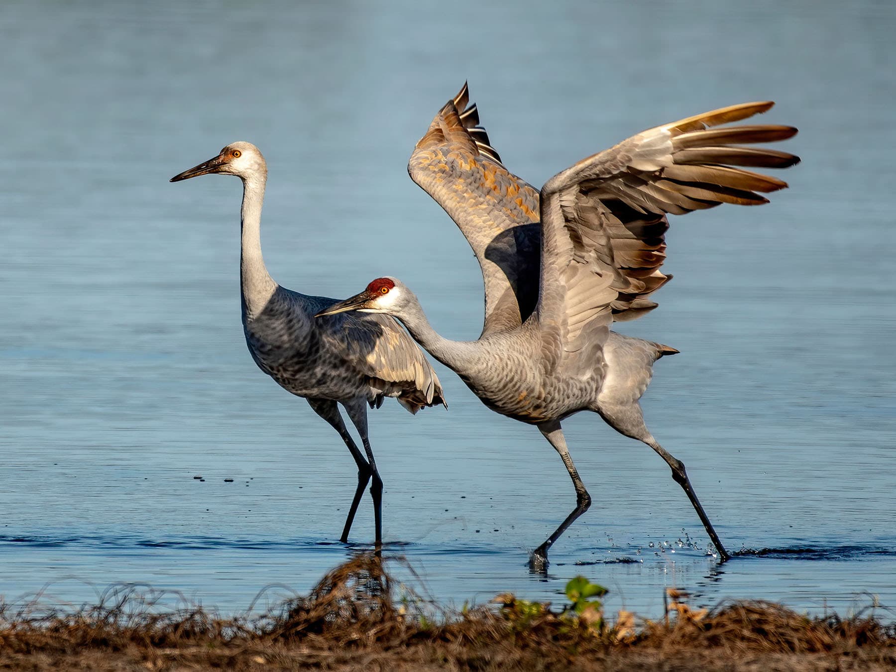 Juvenile and adult sandhill cranes