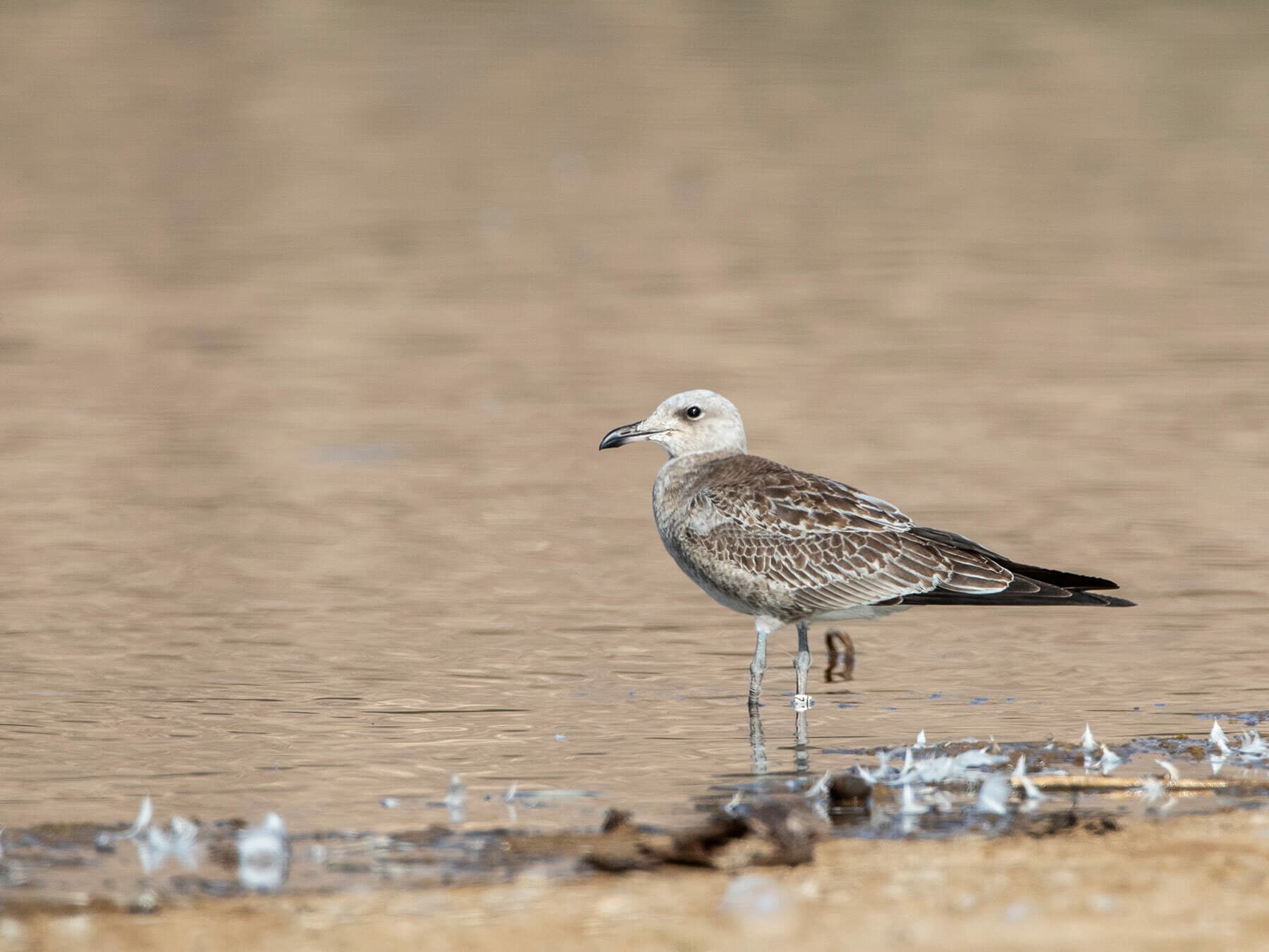 Juvenile Audouin’s Gull