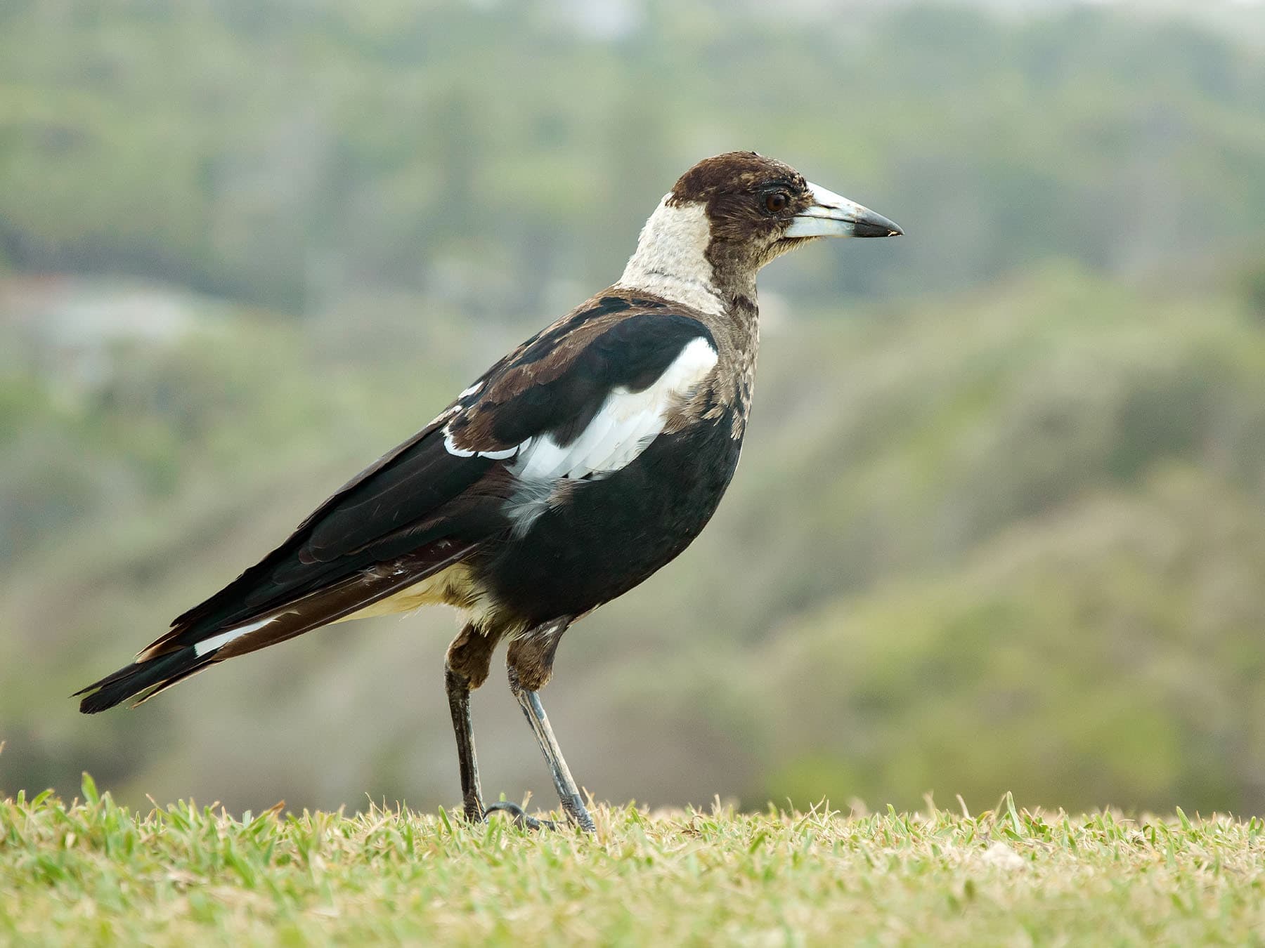 Juvenile Australian Magpie