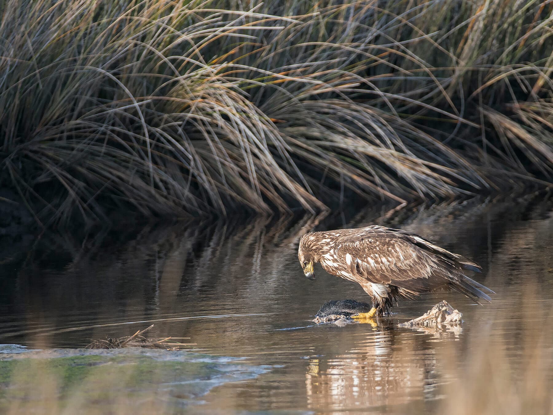 Juvenile bald eagle feeding
