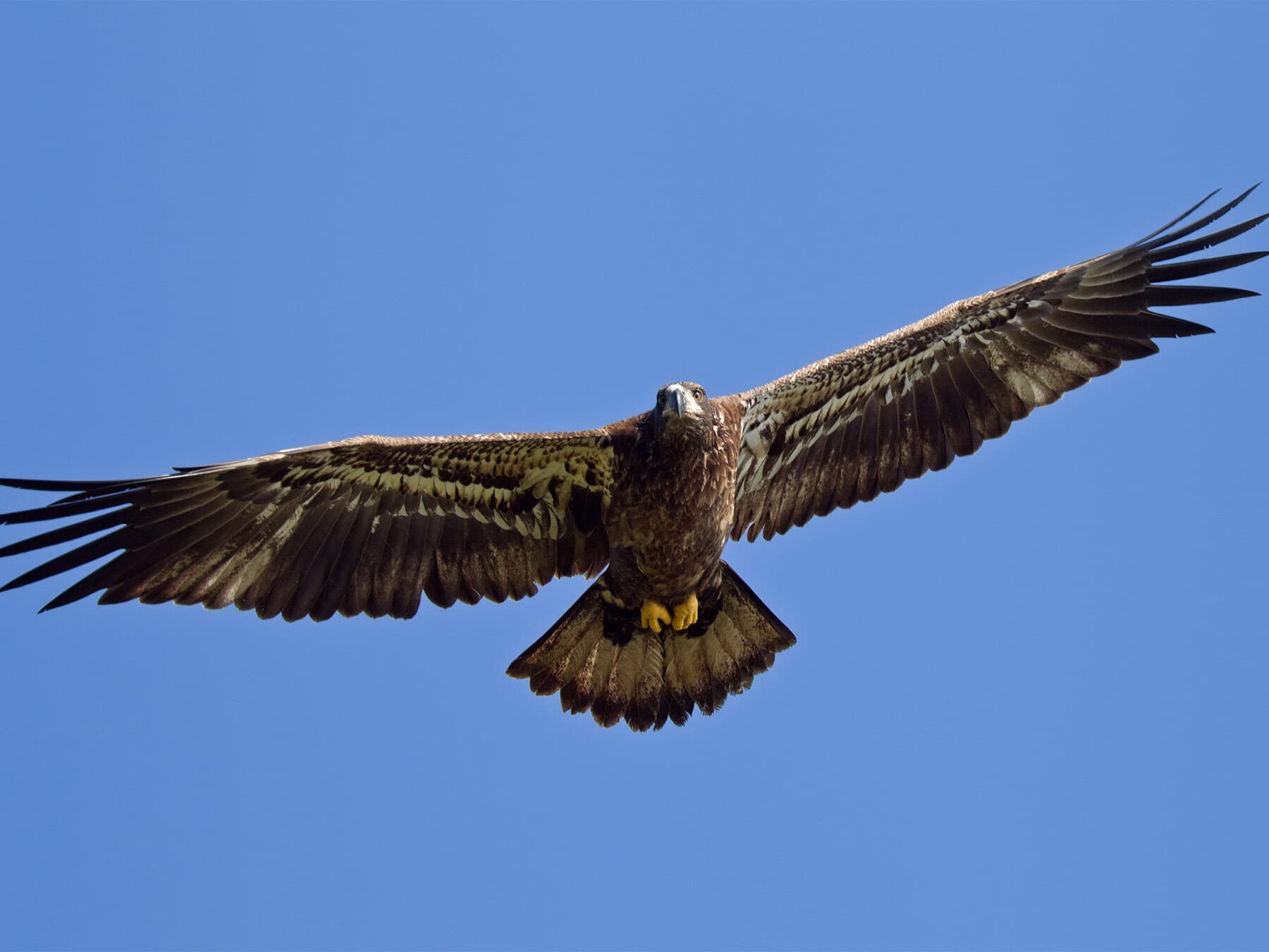 Juvenile bald eagle flight