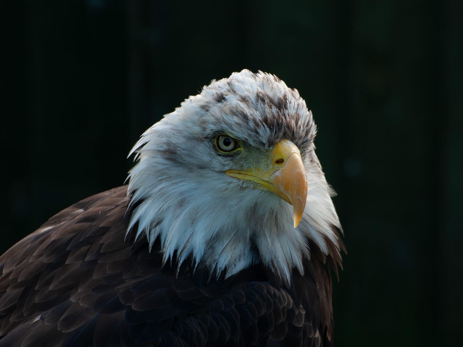 Juvenile bald eagle molting adult