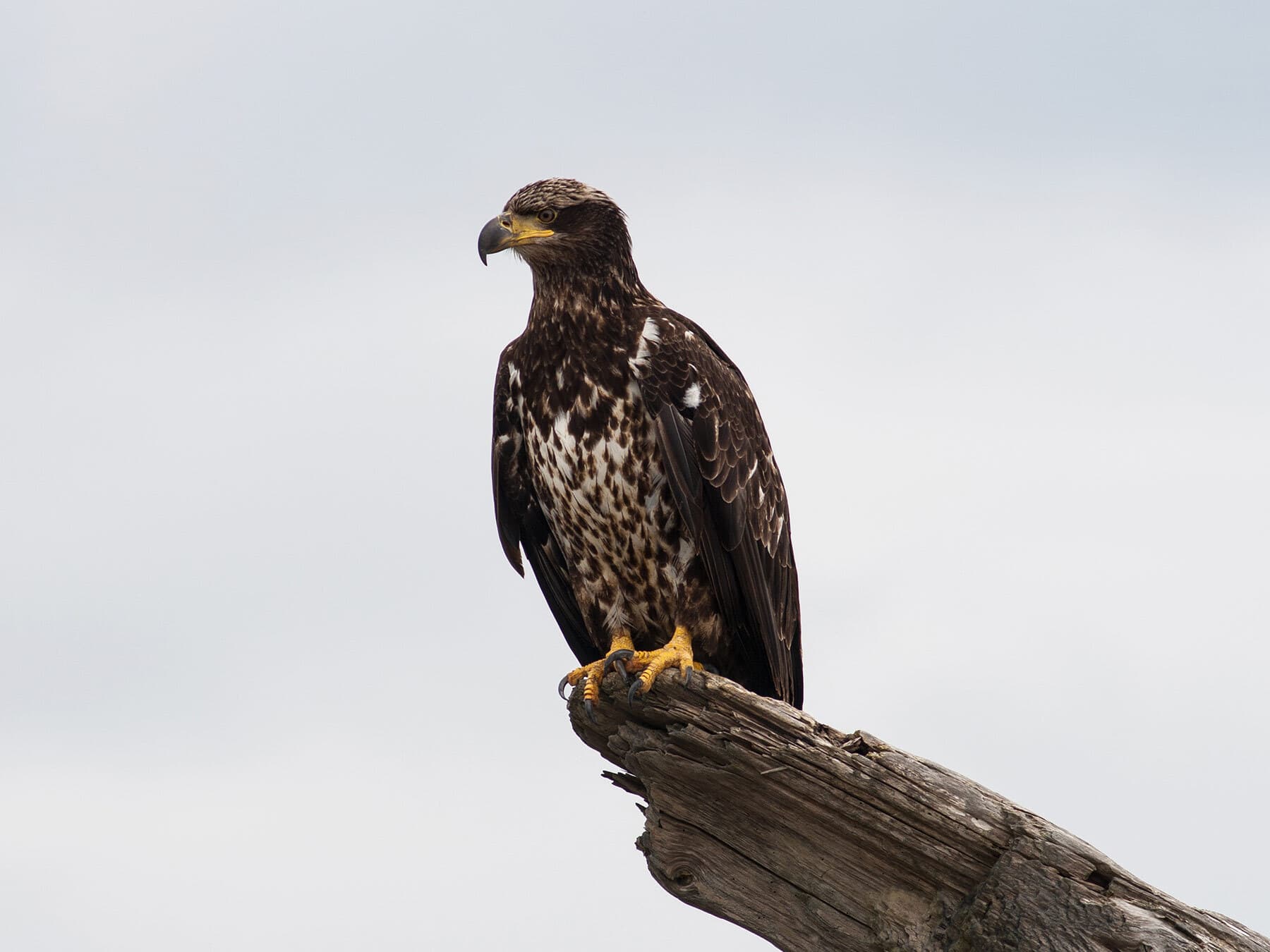 Juvenile bald eagle perched