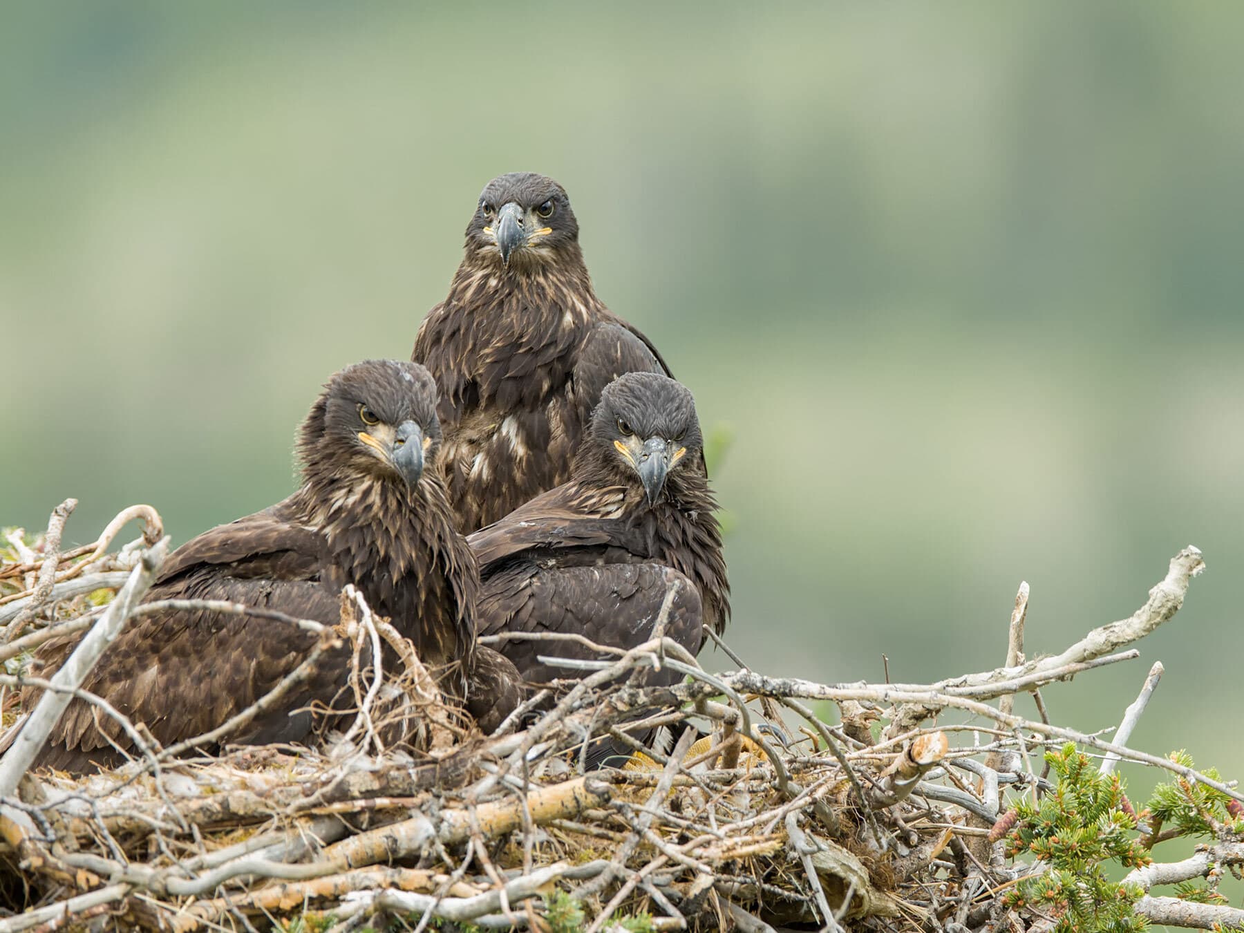 Juvenile bald eagles in nest