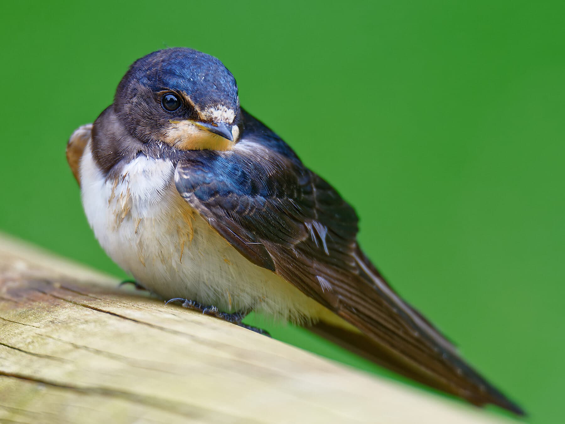 Juvenile barn swallow