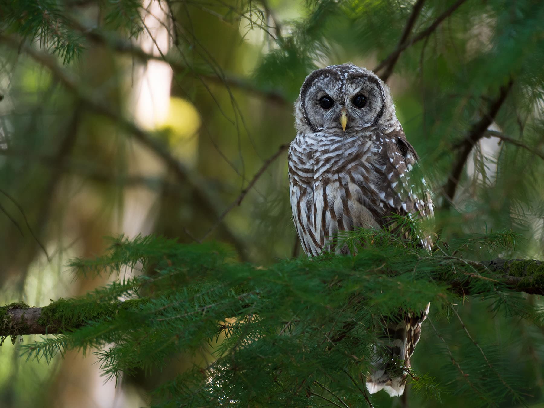 Juvenile Barred Owls (Identification Guide with Pictures)