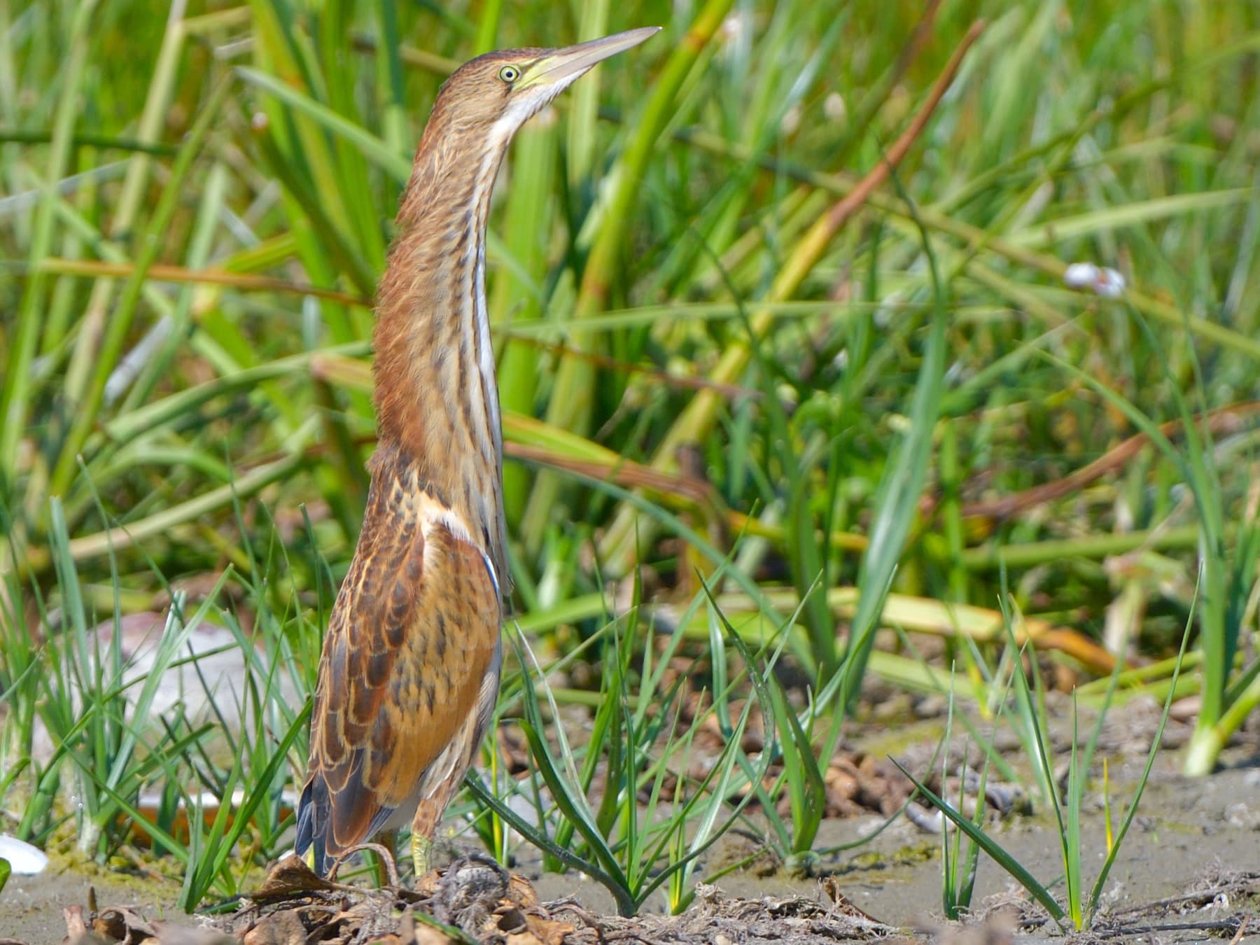 Juvenile Bittern