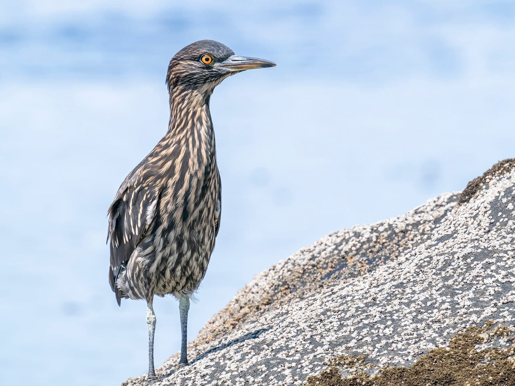 Juvenile black crowned night heron