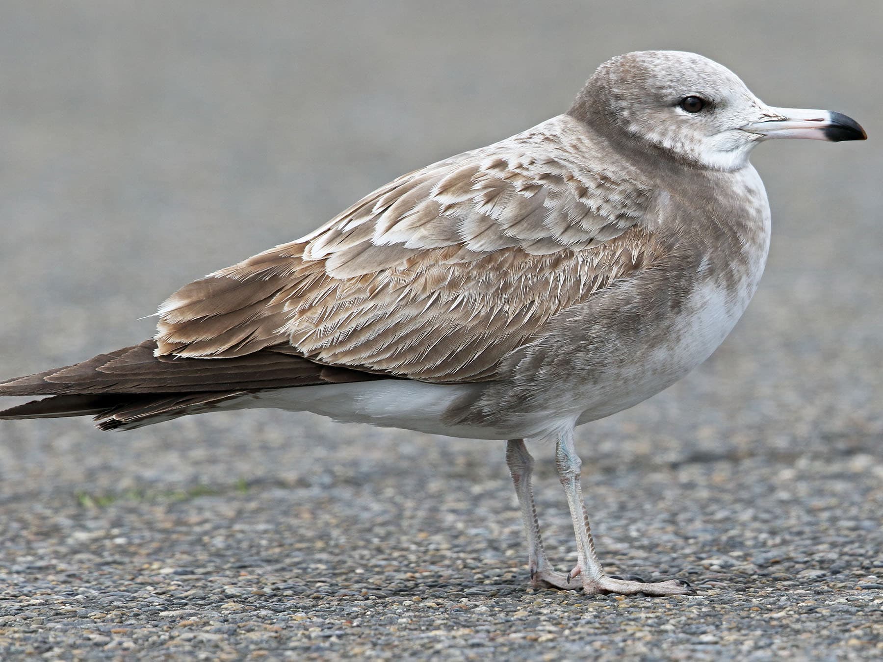 Juvenile Black-tailed Gull - First winter