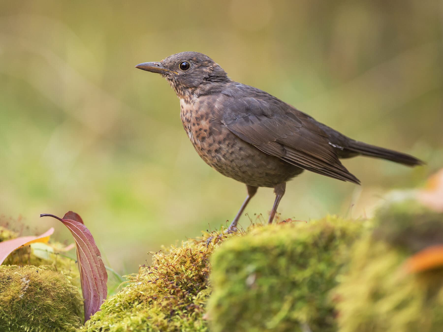 Juvenile blackbird