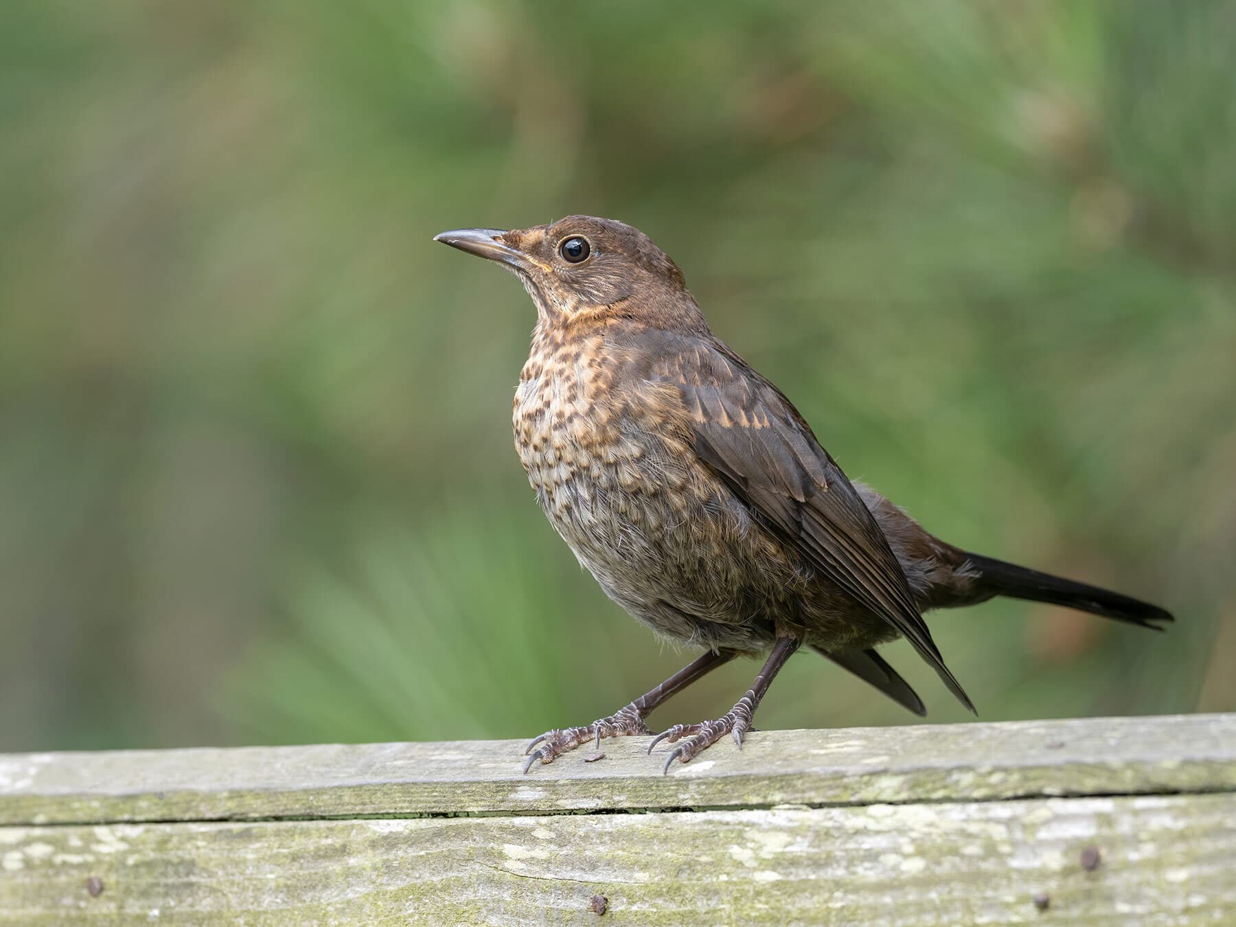 Juvenile blackbird
