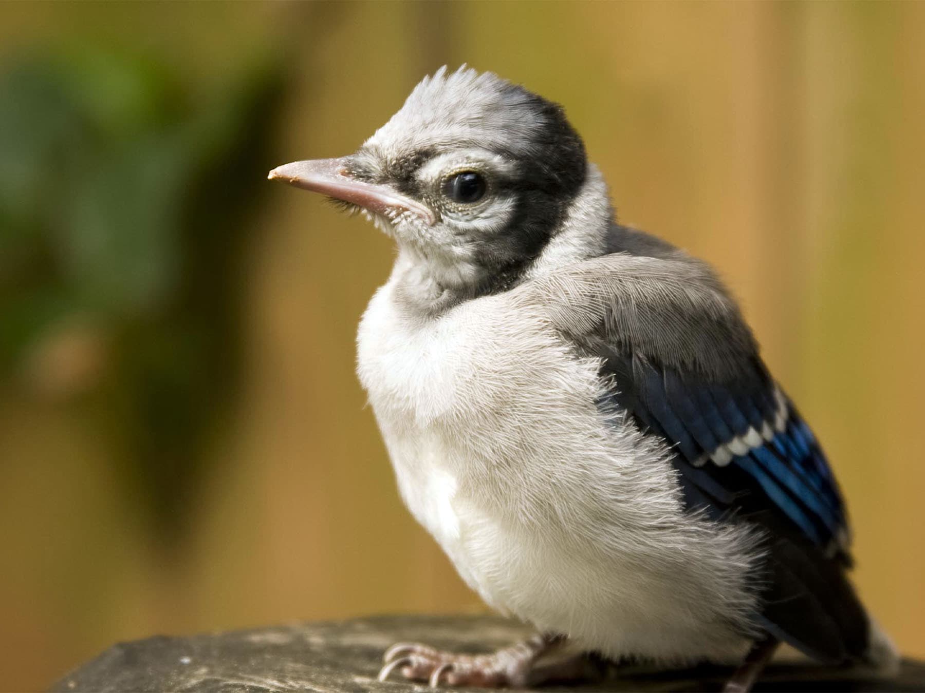 Juvenile Blue Jay