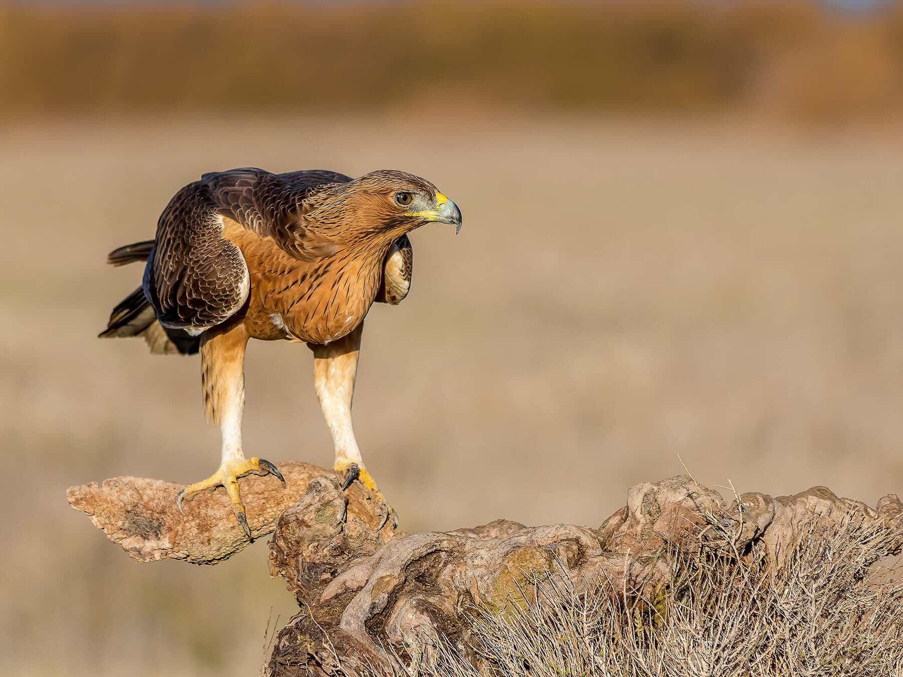Juvenile Bonelli’s Eagle