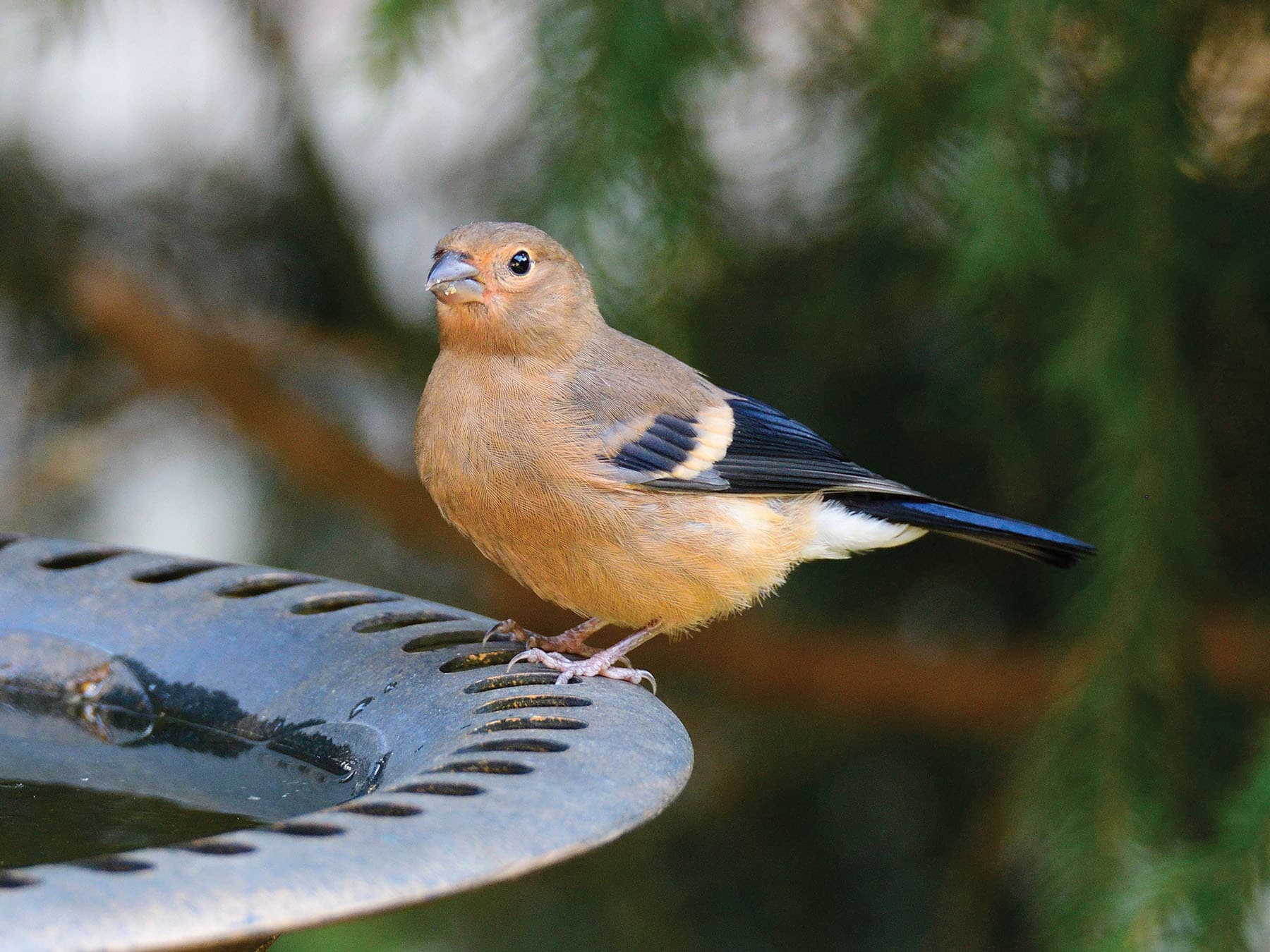 A young Bullfinch on a bird bath: a brown head with no black cap yet